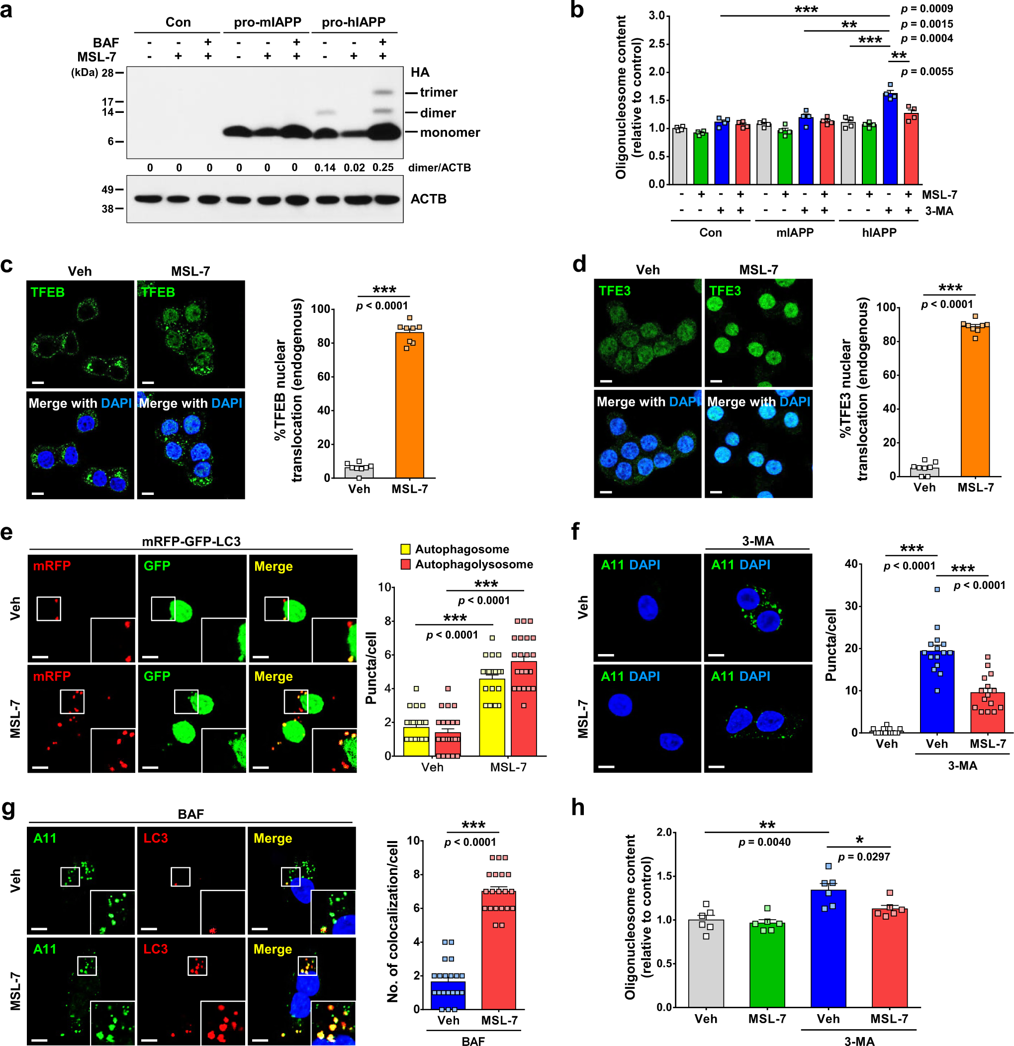 Fig. 2: hIAPP/sIAPP oligomer clearance by MSL-7.