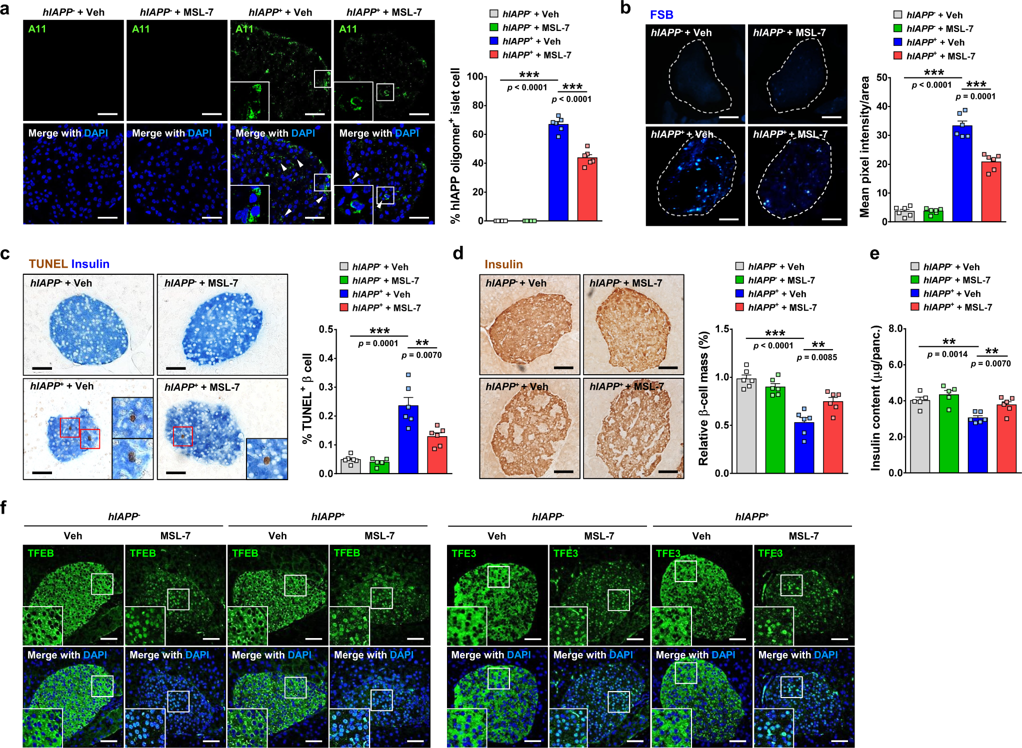 Fig. 6: Pancreatic islets of hIAPP+ mice treated with MSL-7.