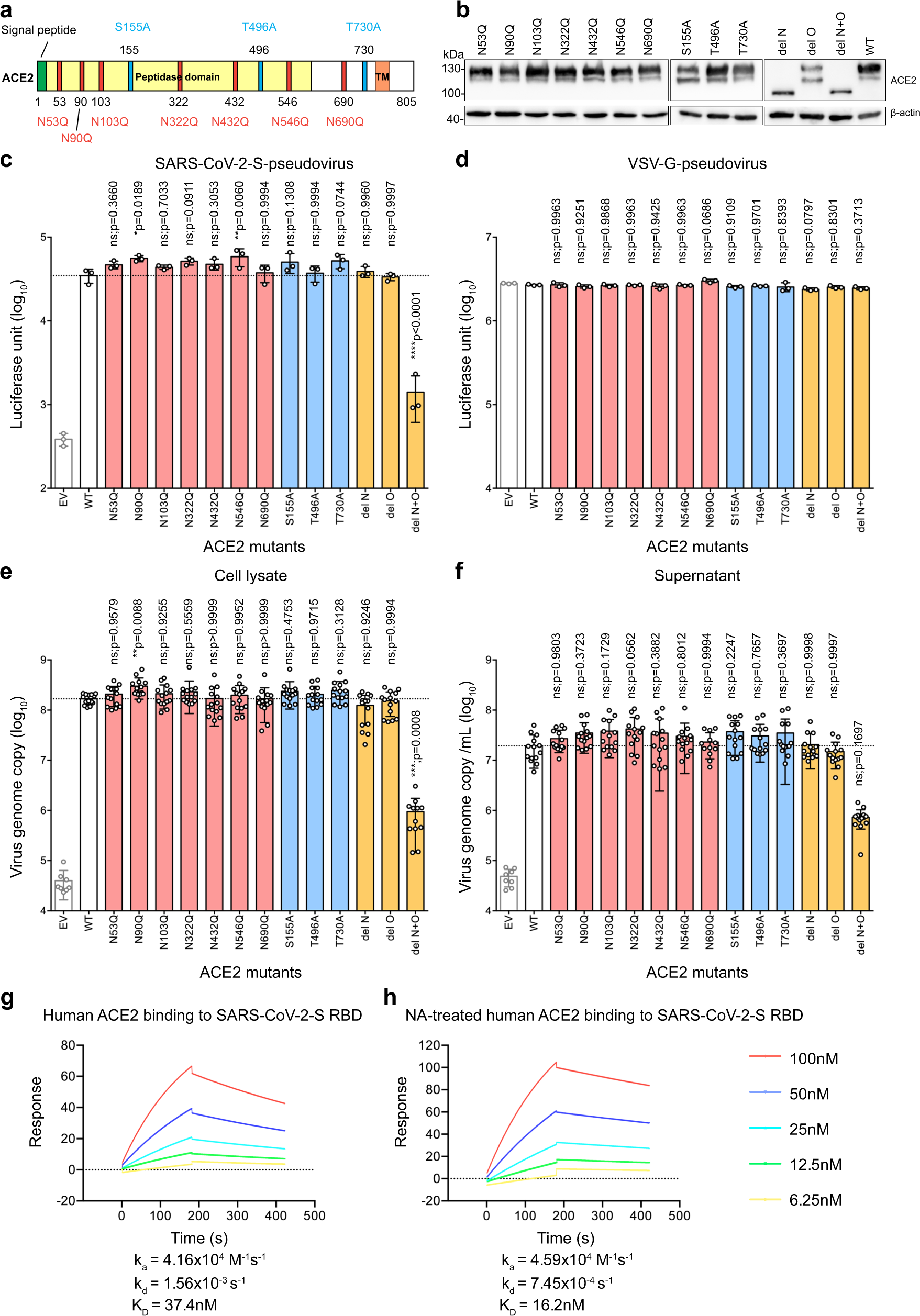 Fig. 4: Sialic acids present on ACE2 precluded perfect spike/ACE2-interaction.