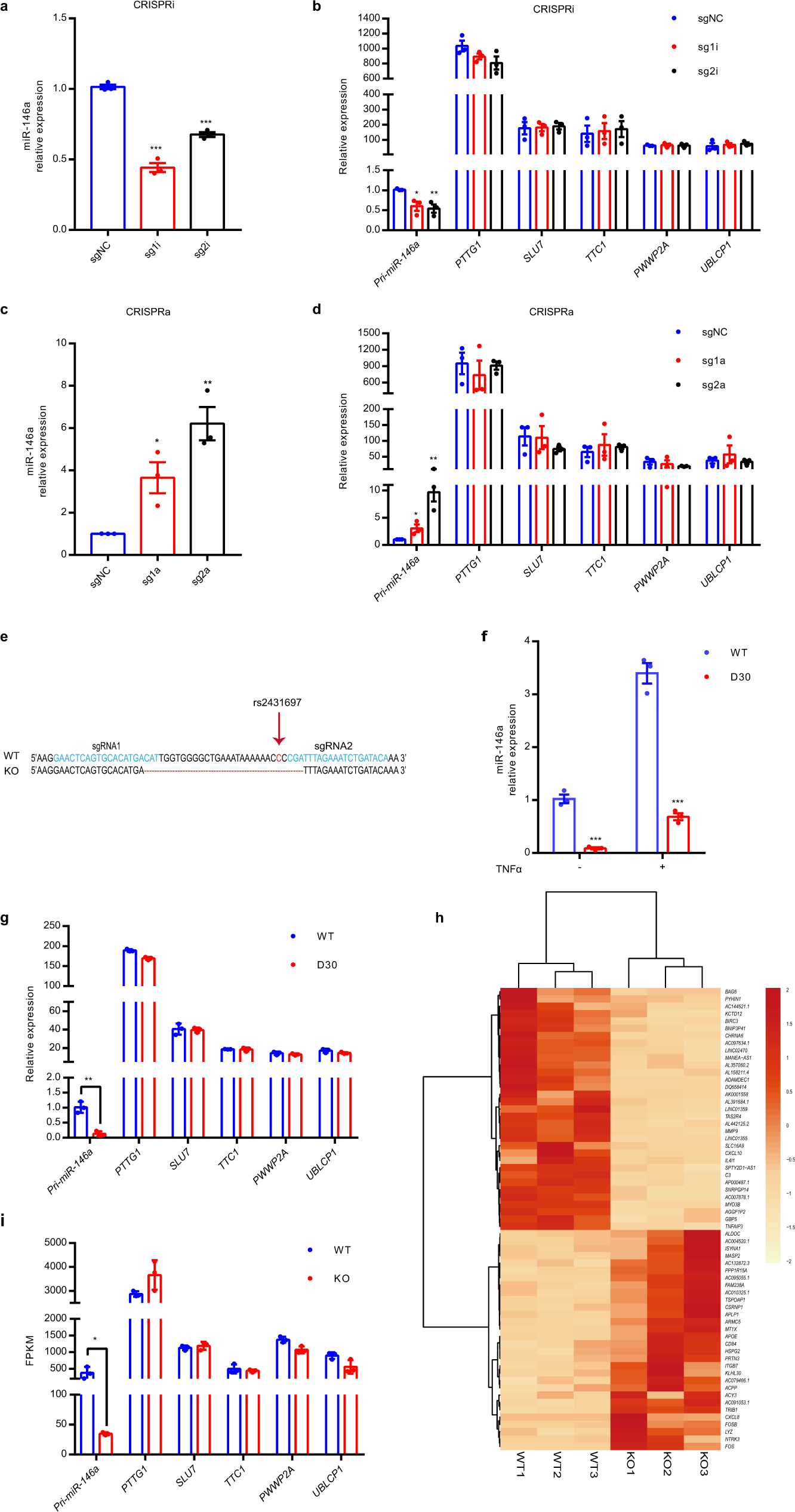 Fig. 2: CRISPRi, CRISPRa, and CRISPR/Cas9-mediated genome deletion demonstrate that the rs2431697-containing region is a functional enhancer that specifically regulates miR-146a expression.