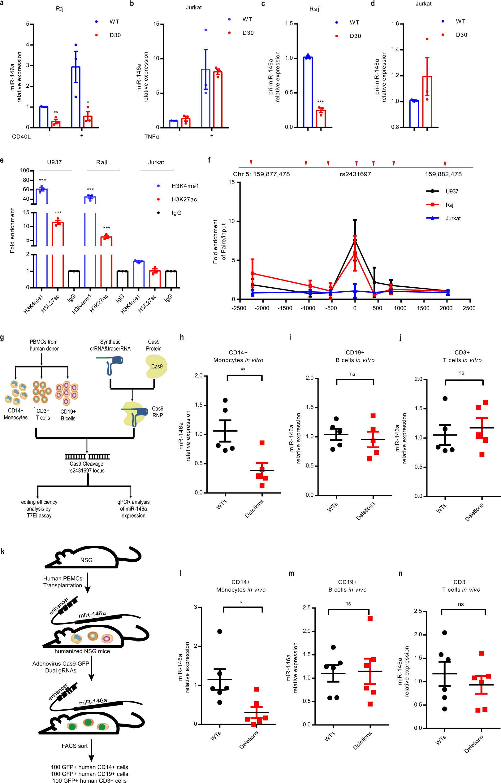 Fig. 3: The genomic region harboring rs2431697 is a cell type-specific enhancer regulating miR-146a expression.