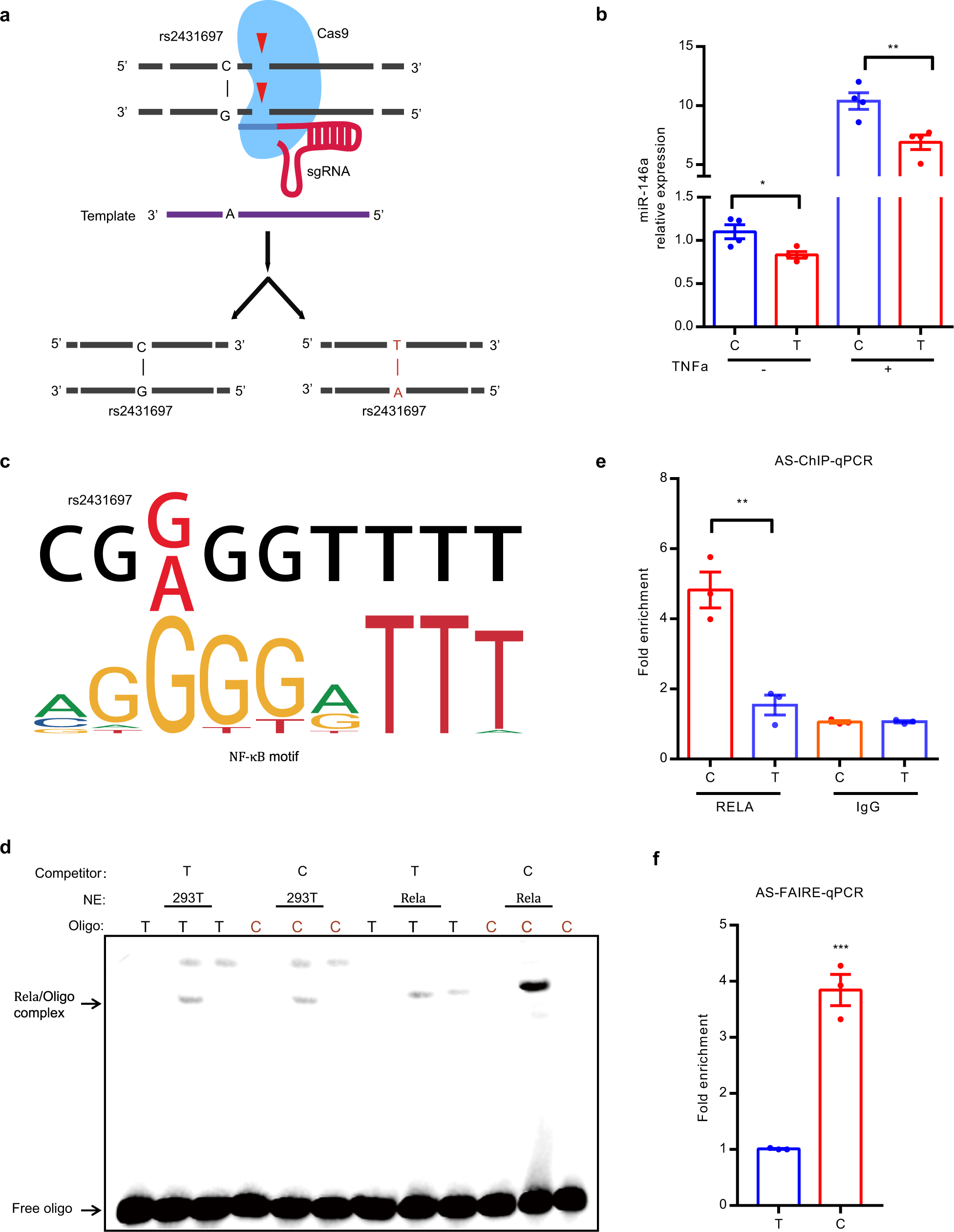 Fig. 5: The SLE risk-associated SNP rs2431697 alters NF-κB binding and the chromatin state to modulate miR-146a expression.