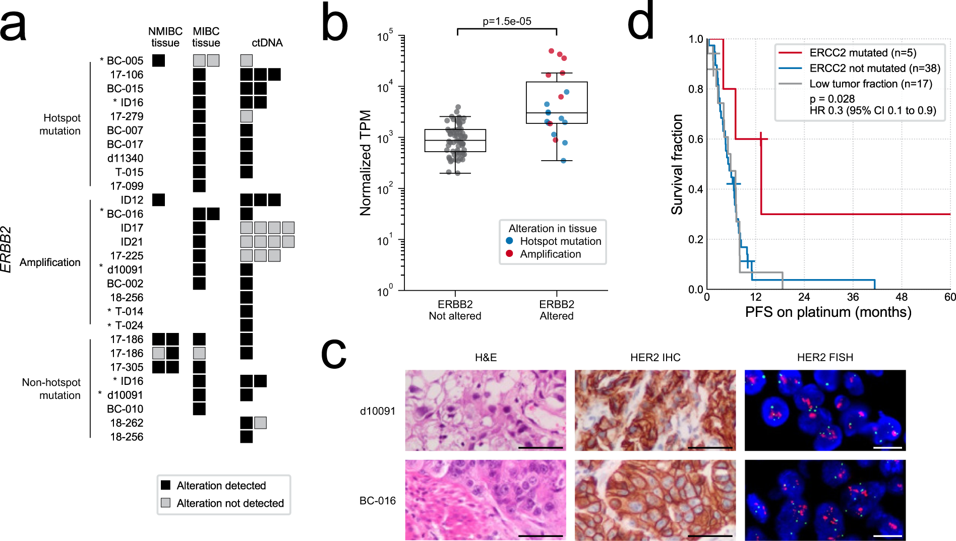 Fig. 5: Evaluation of ERBB2 and ERCC2 status in circulating tumor DNA (ctDNA) and tumor tissue.