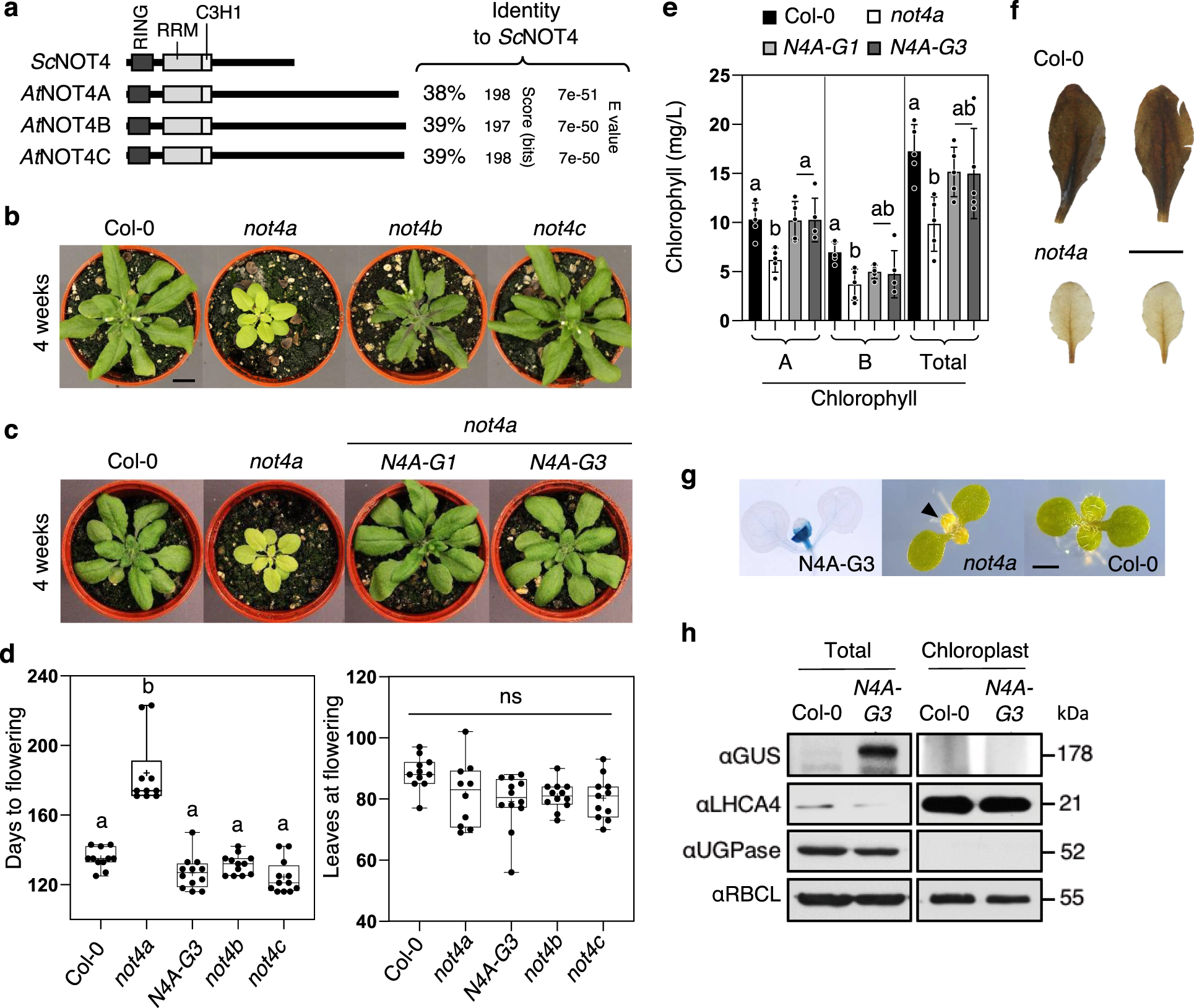 RETRACTED ARTICLE:The Arabidopsis NOT4A E3 ligase promotes PGR3 expression  and regulates chloroplast translation | Nature Communications