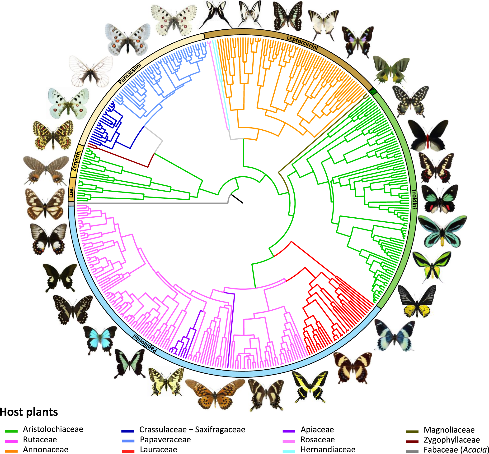 Genome-wide macroevolutionary signatures of key innovations in butterflies  colonizing new host plants | Nature Communications