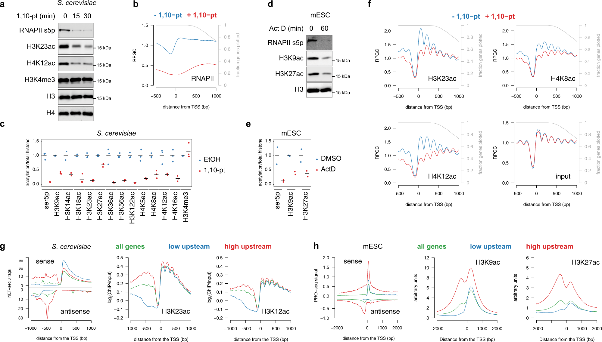 Transcription Shapes Genome Wide Histone Acetylation Patterns Nature Communications