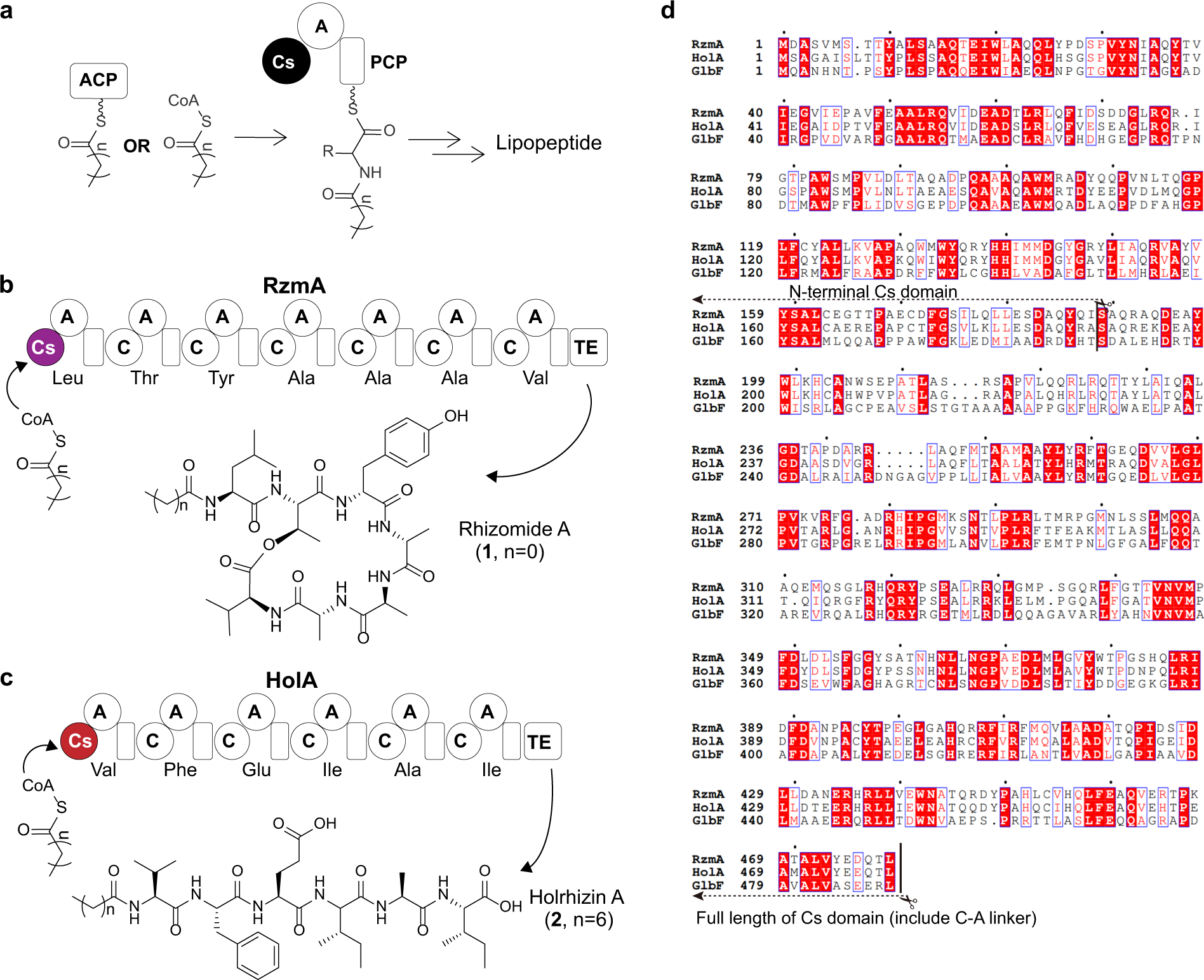 Subdomain dynamics enable chemical chain reactions in non-ribosomal peptide  synthetases