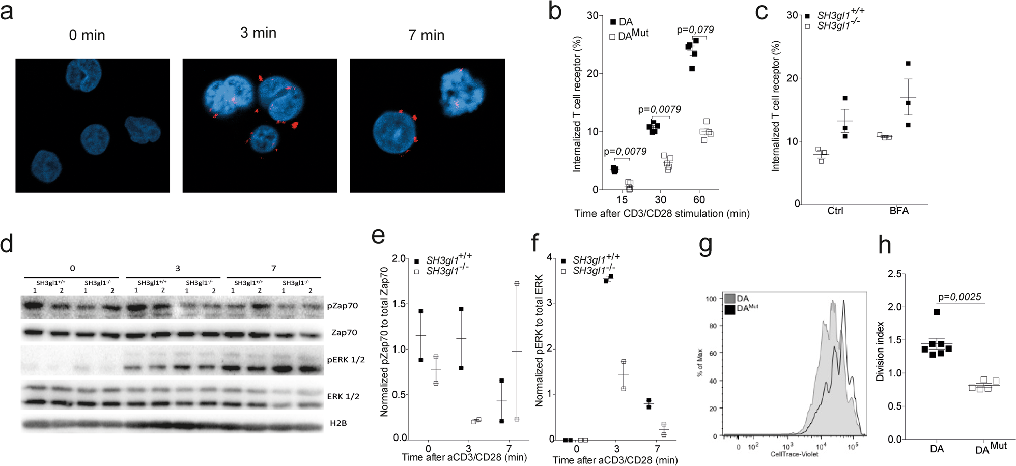Fig. 4: Endophilin A2 co-localizes with the TCR upon activation and regulates TCR internalization and signaling.