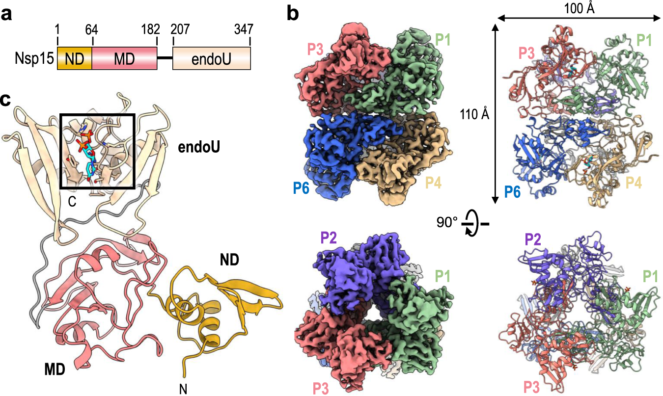 Cryo Em Structures Of The Sars Cov 2 Endoribonuclease Nsp15 Reveal Insight Into Nuclease Specificity And Dynamics Nature Communications