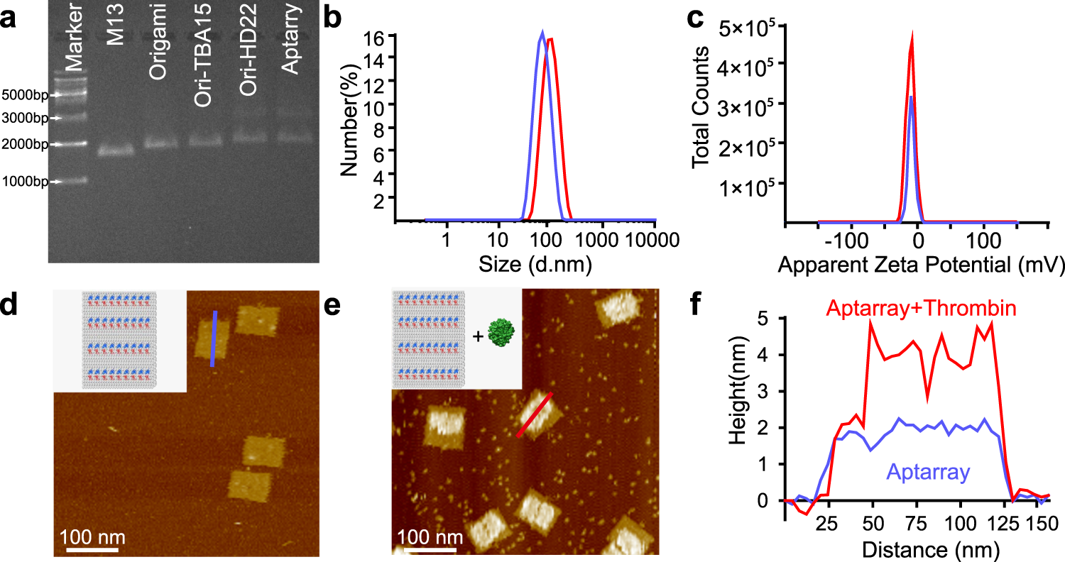 Fig. 2: Characterization of DNA origami-based aptamer nanoarray.