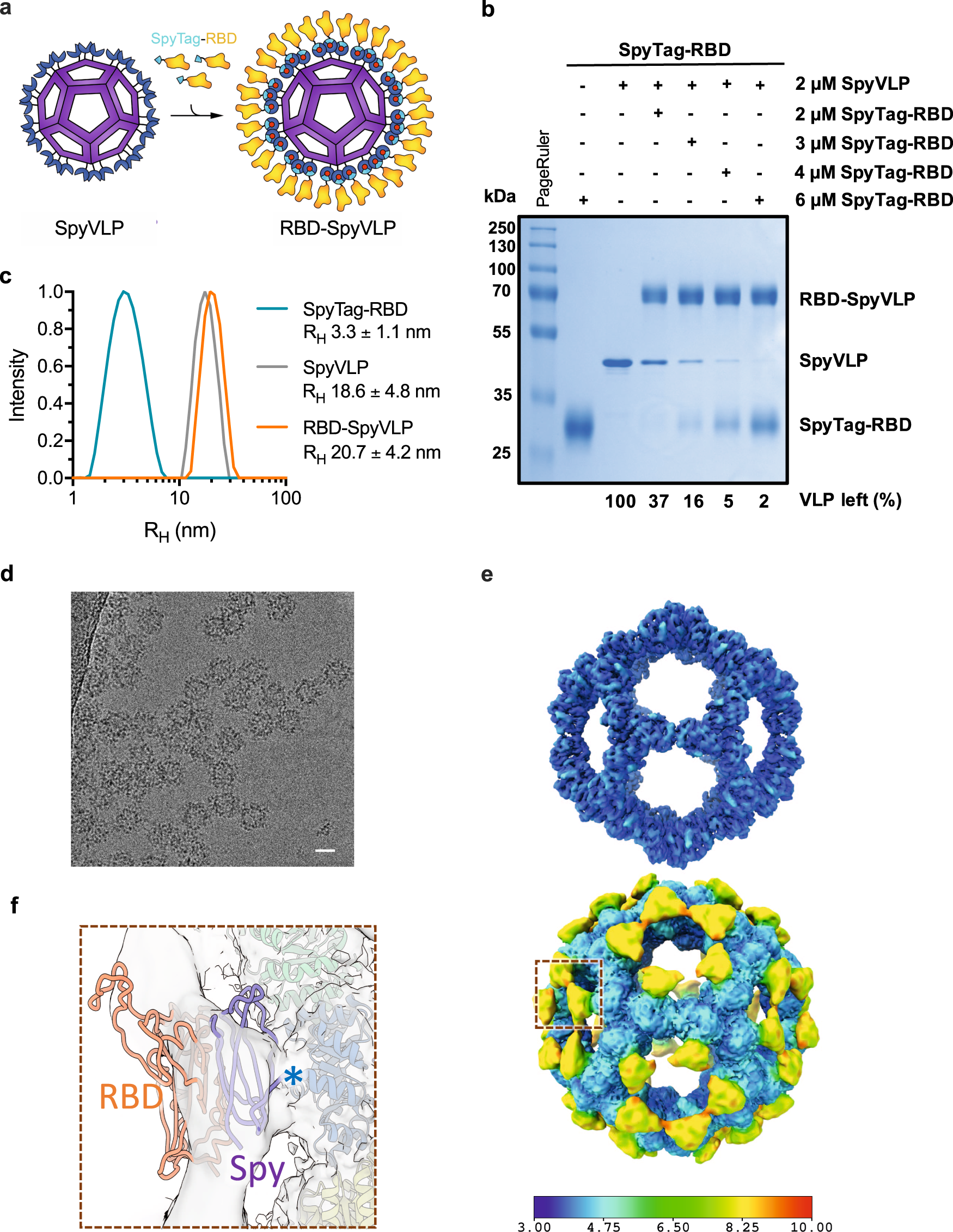 A Covid 19 Vaccine Candidate Using Spycatcher Multimerization Of The Sars Cov 2 Spike Protein Receptor Binding Domain Induces Potent Neutralising Antibody Responses Nature Communications A Covid 19 Vaccine Candidate Using Spycatcher Multimerization Of The Sars Cov 2 Spike Protein Receptor Binding Domain Induces Potent Neutralising Antibody Responses Nature Communications