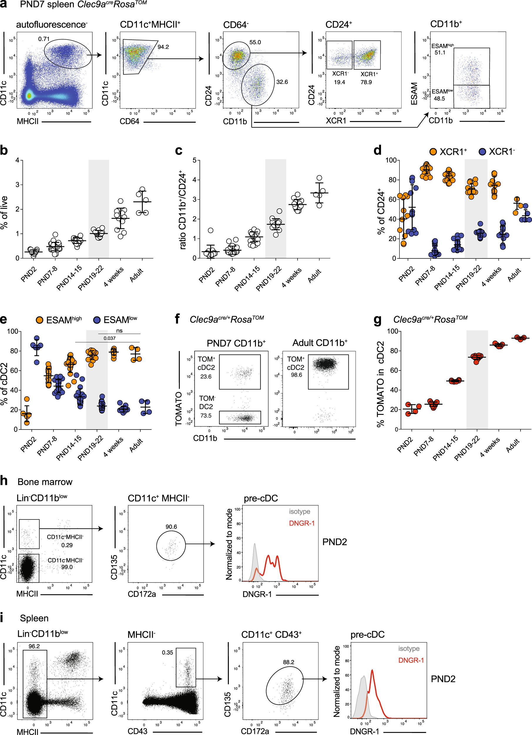 Environmental signals rather than layered ontogeny imprint the function of  type 2 conventional dendritic cells in young and adult mice | Nature  Communications
