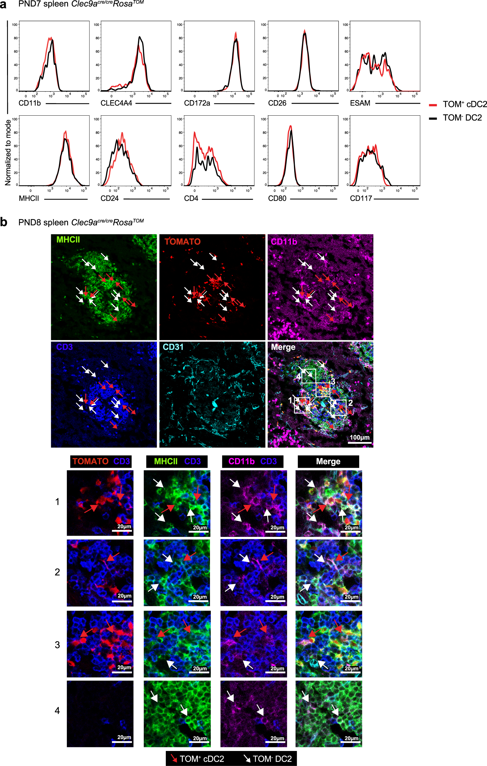 Fig. 3: TOM− DC2 phenotypically resemble TOM+ cDC2.