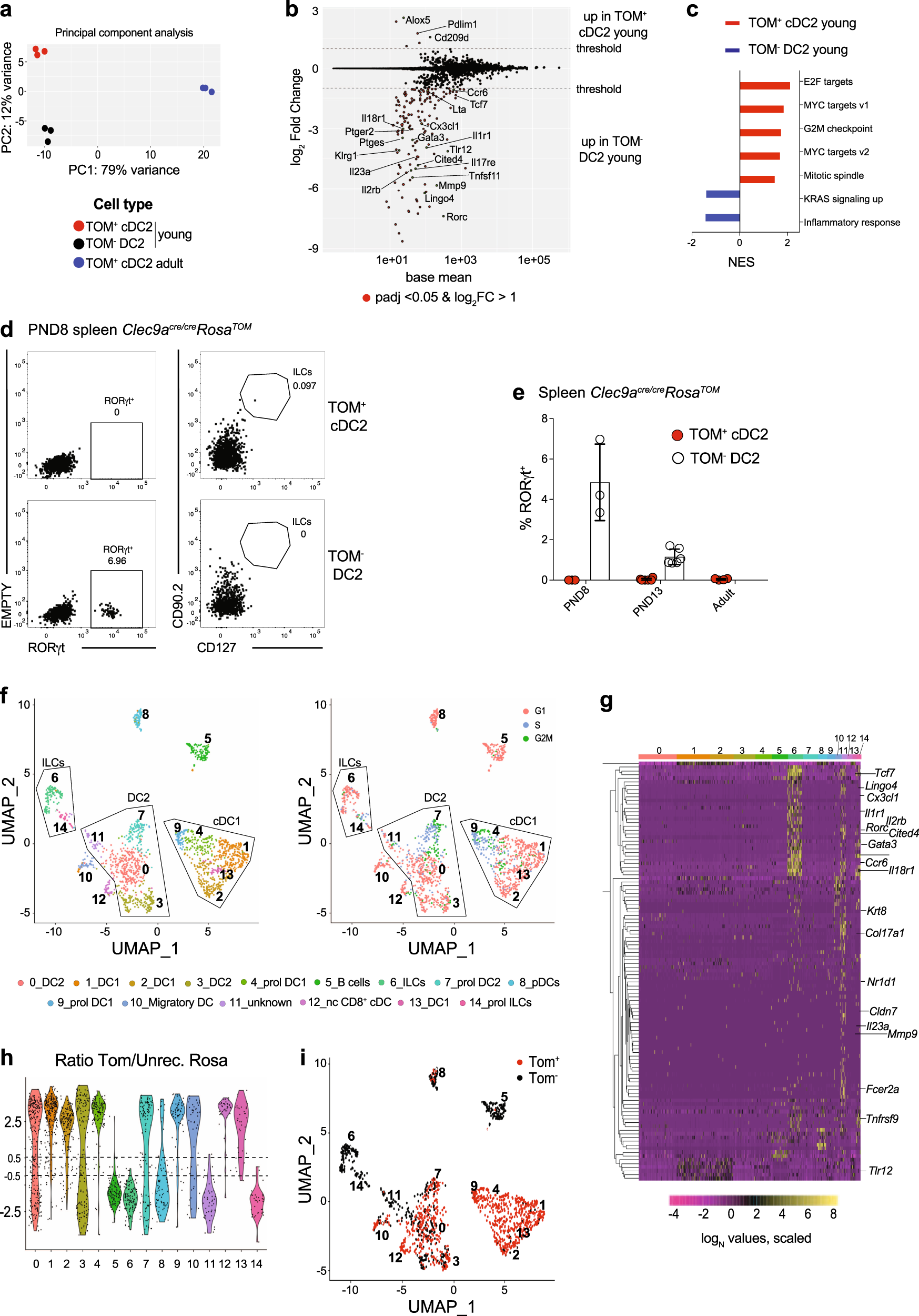 Fig. 4: TOM+ cDC2 and TOM− DC2 in early life are transcriptionally identical.