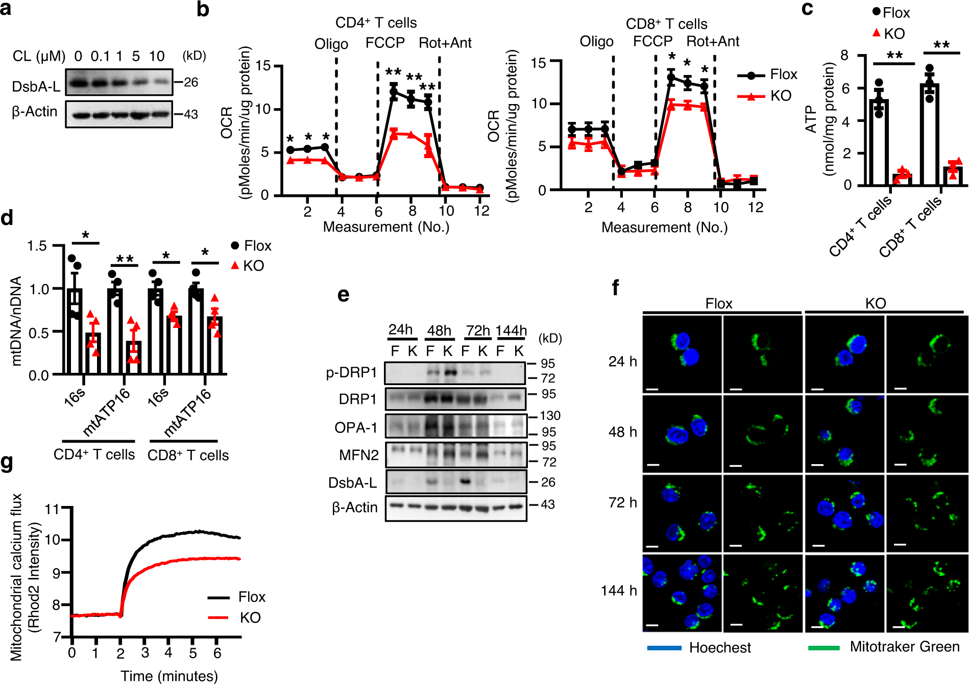 Fig. 2: DsbA-L is a critical regulator of T cell mitochondrial function.