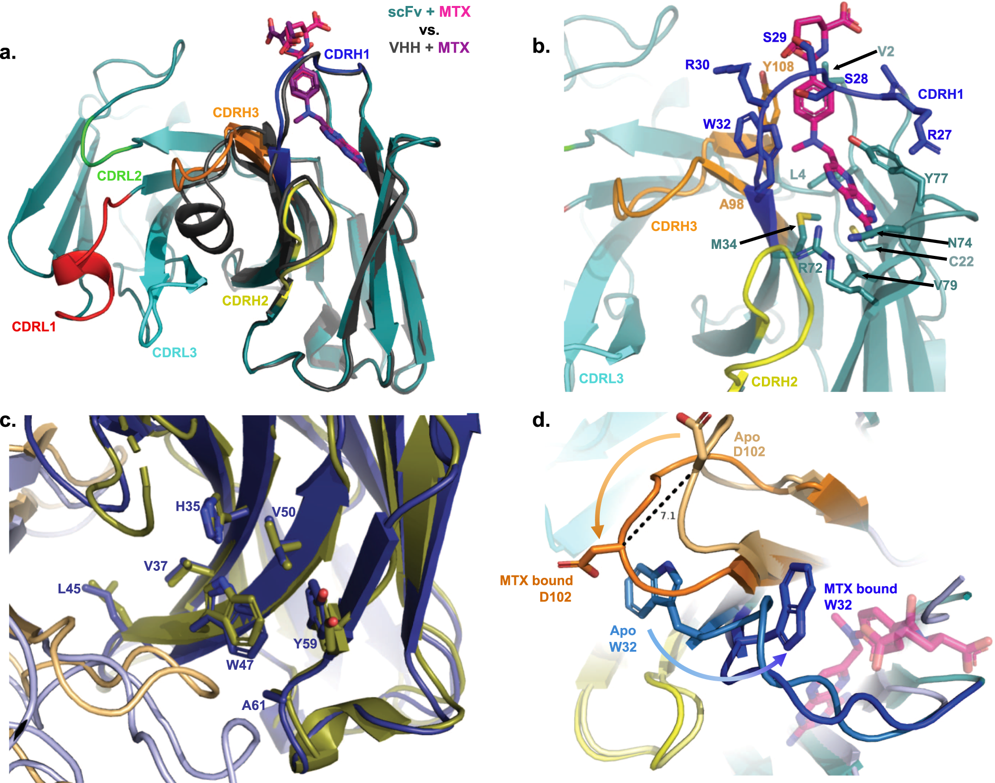 Fig. 2: Structures of the conditional scFv P02_D09 were determined with or without MTX.