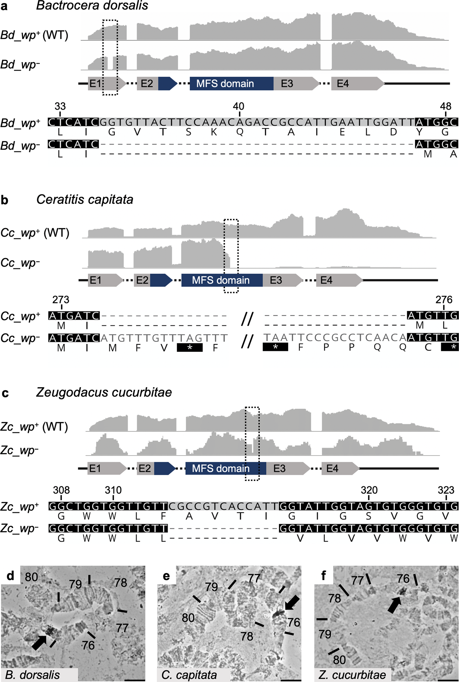 Fig. 3: Identification of the wp mutation in the transcriptomes of B. dorsalis, C. capitata, and Z. cucurbitae.