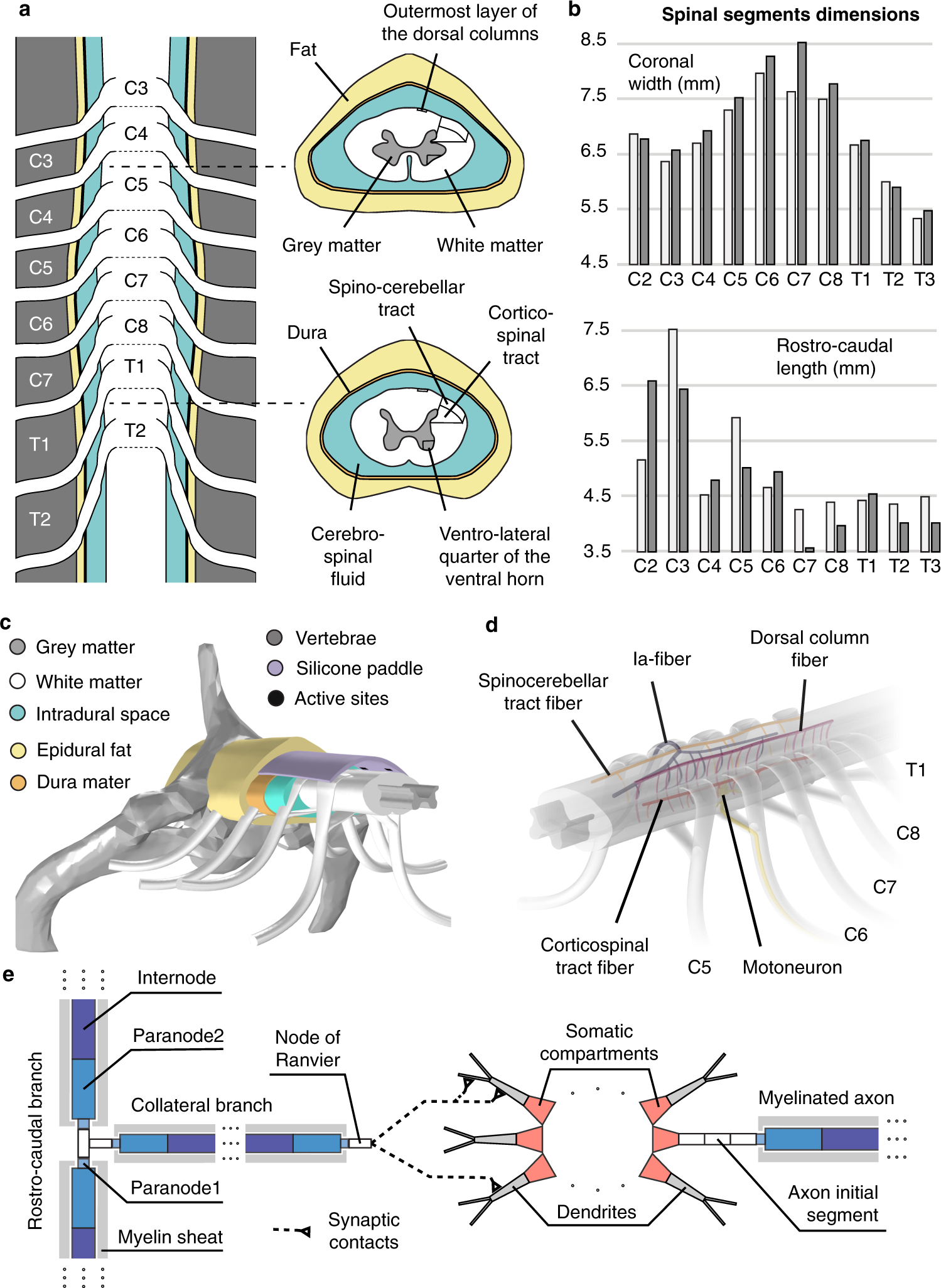 Spinal Cord Stimulator - Atlas Pain Management Clinic