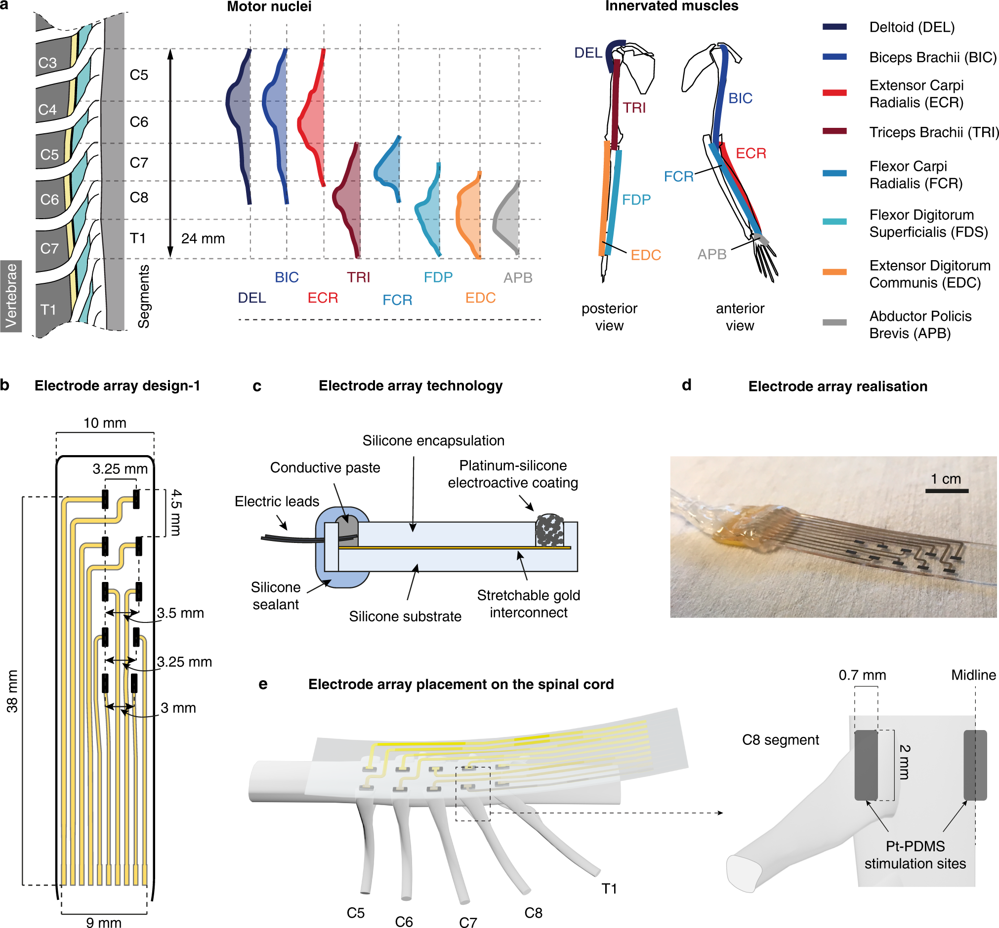 Fig. 3: Organization of the monkey cervical spinal cord and soft electrode array tailored to the epidural space of the cervical spinal cord.