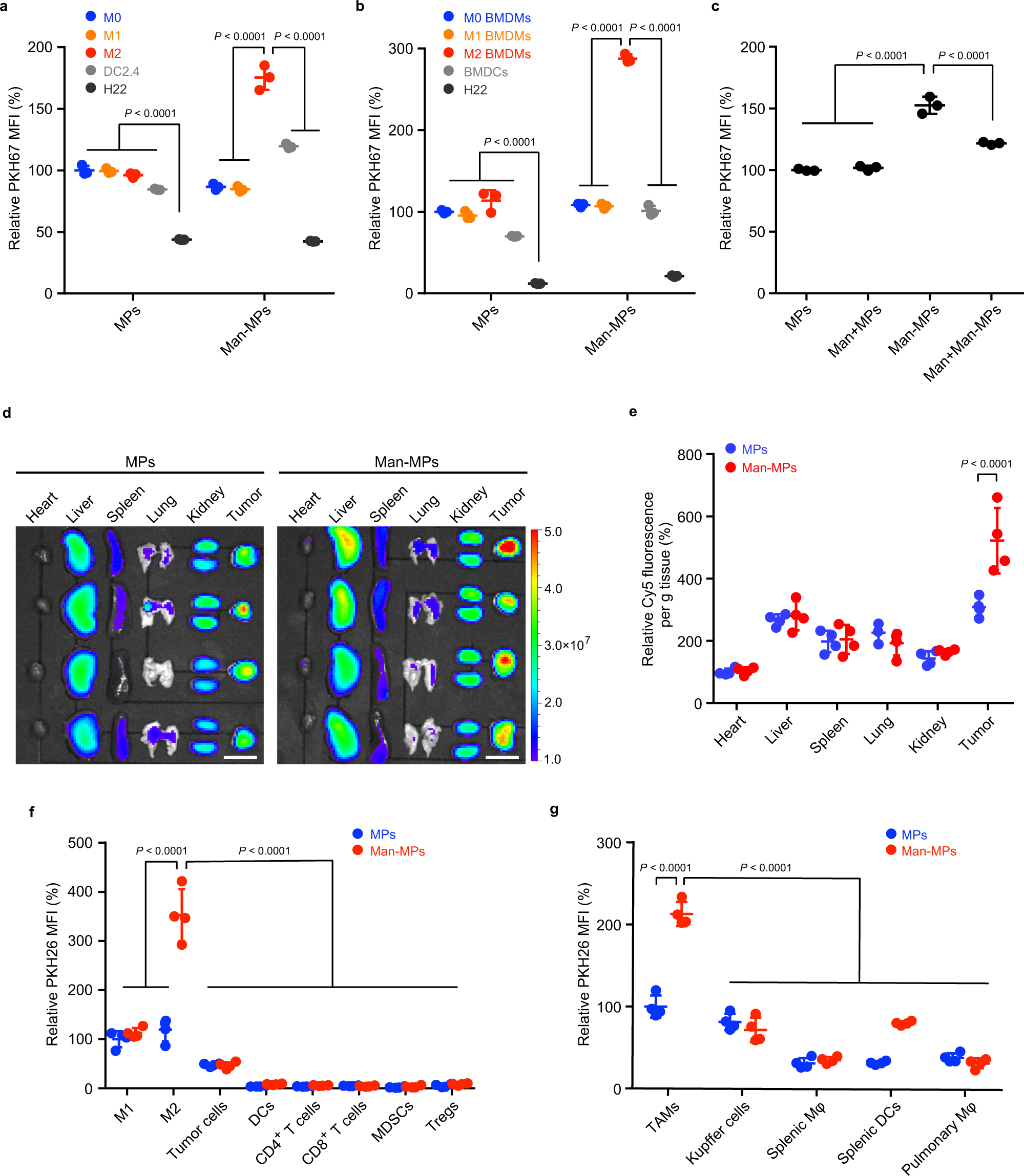 Fig. 2: M2-like TAM-targeting capacity of Man-MPs.