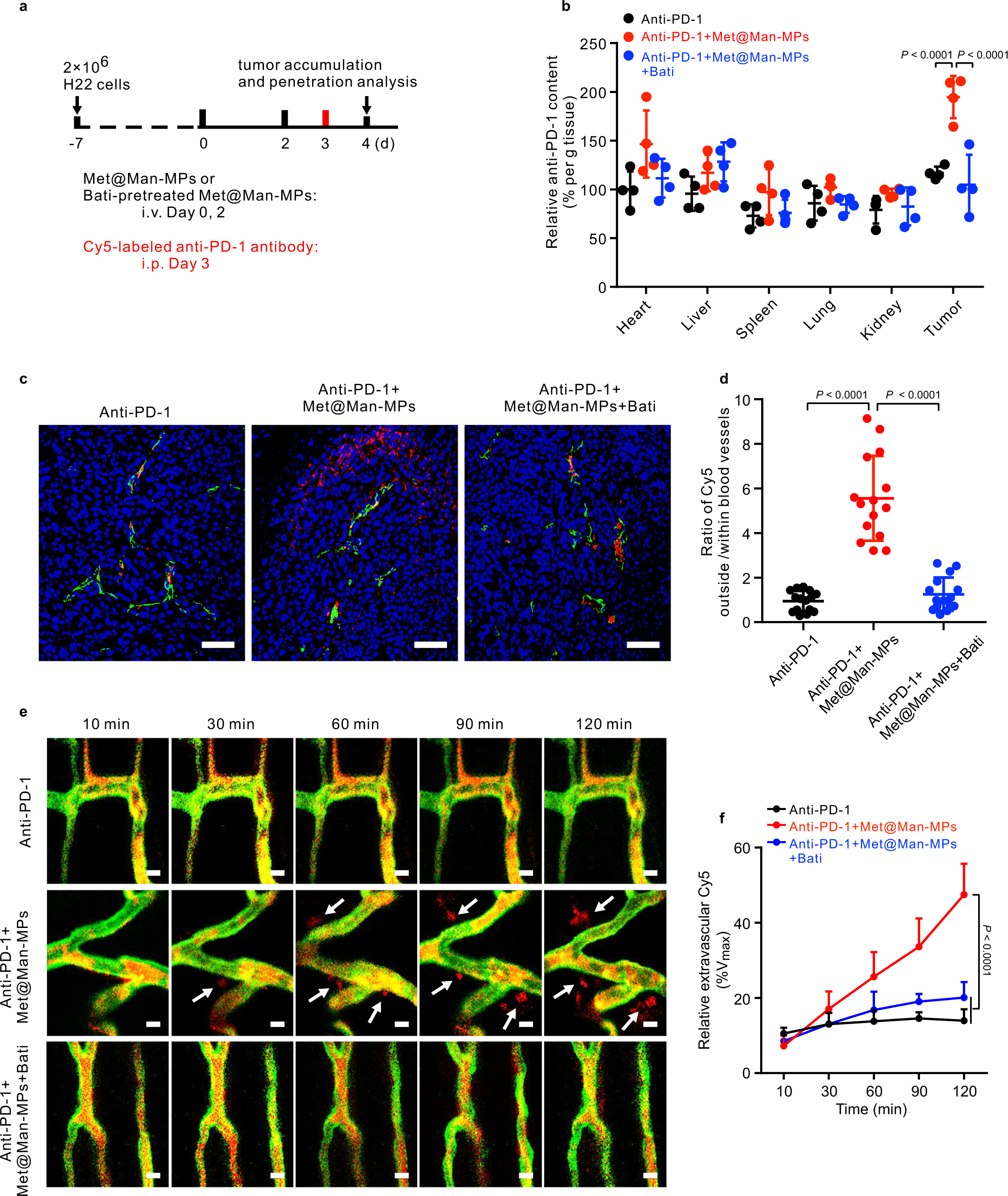 Fig. 7: Enhanced tumor accumulation and penetration of anti-PD-1 antibody by Met@Man-MPs.