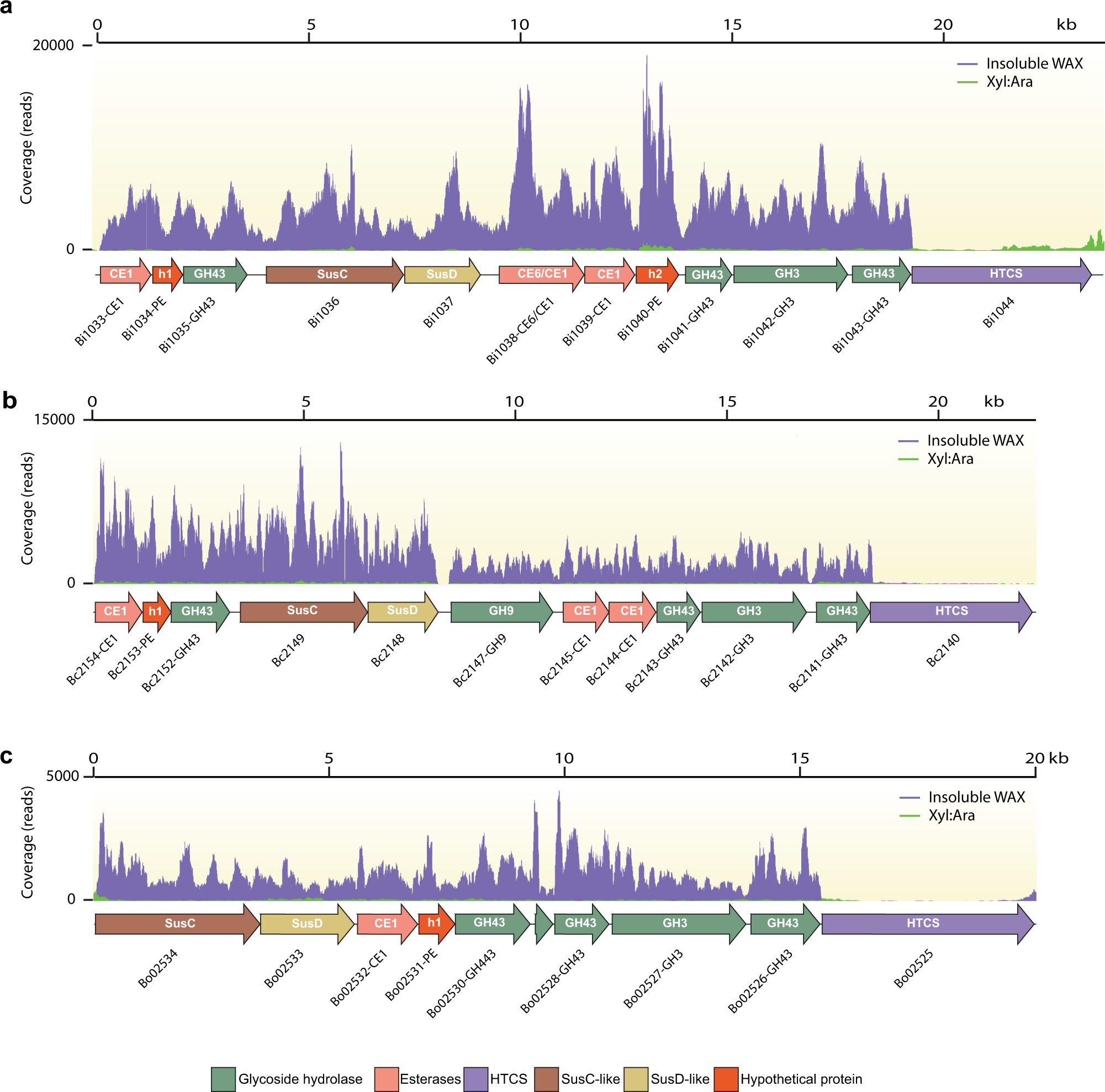 Fig. 2: Comparative transcriptomics analysis of Bacteroides spp grown on insoluble wheat arabinoxylan (InWAX) and a xylose/arabinose mixture (Xyl:Ara).