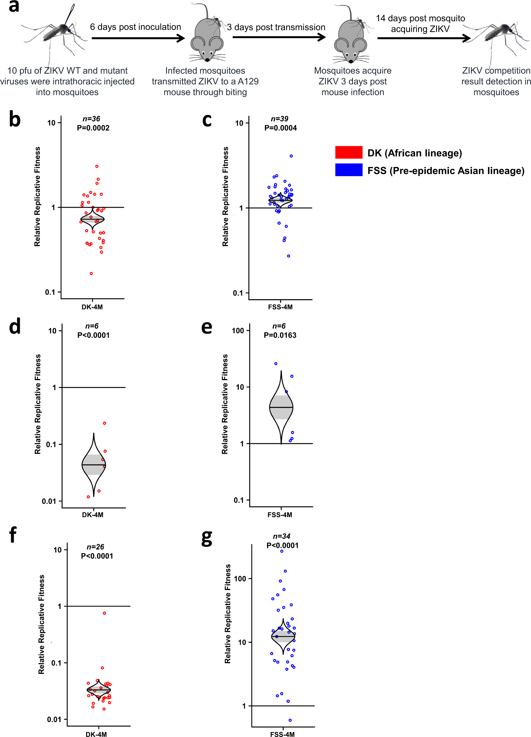 Fig. 4: Fitness comparison of DK-4M and FSS-4M against wild-type ZIKV strains during a mosquito–host–mosquito transmission cycle.
