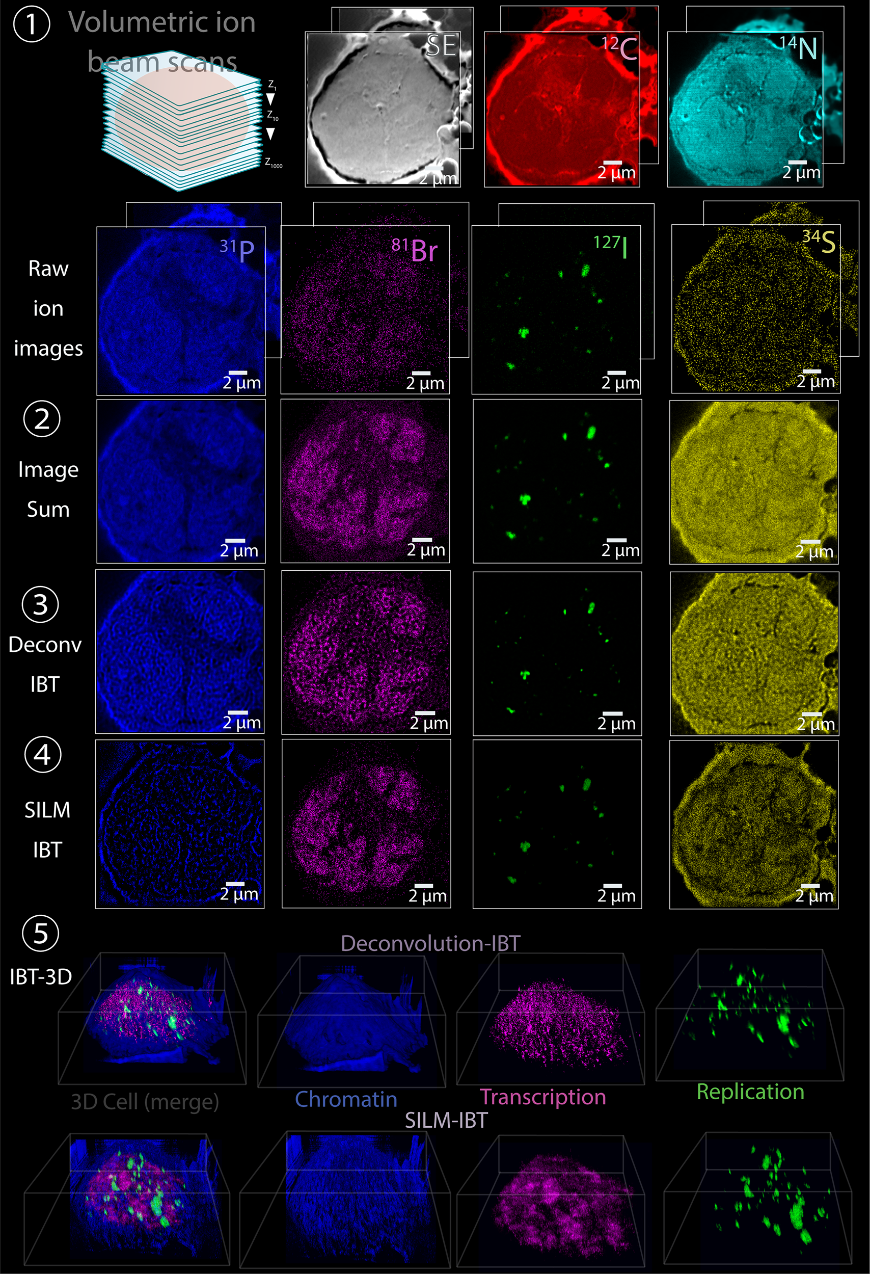 Fig. 2: Metabolic tagging and endogenous elemental contrasts enable ion beam nanoscopic tomography.