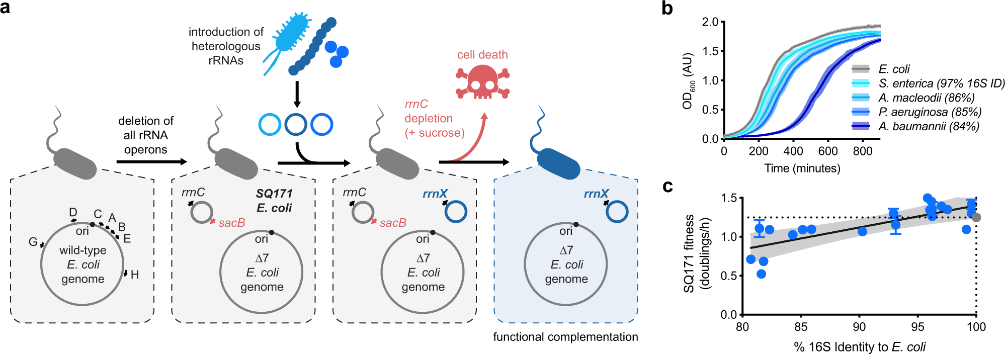 Orthogonal Translation Enables Heterologous Ribosome Engineering In E Coli Nature Communications