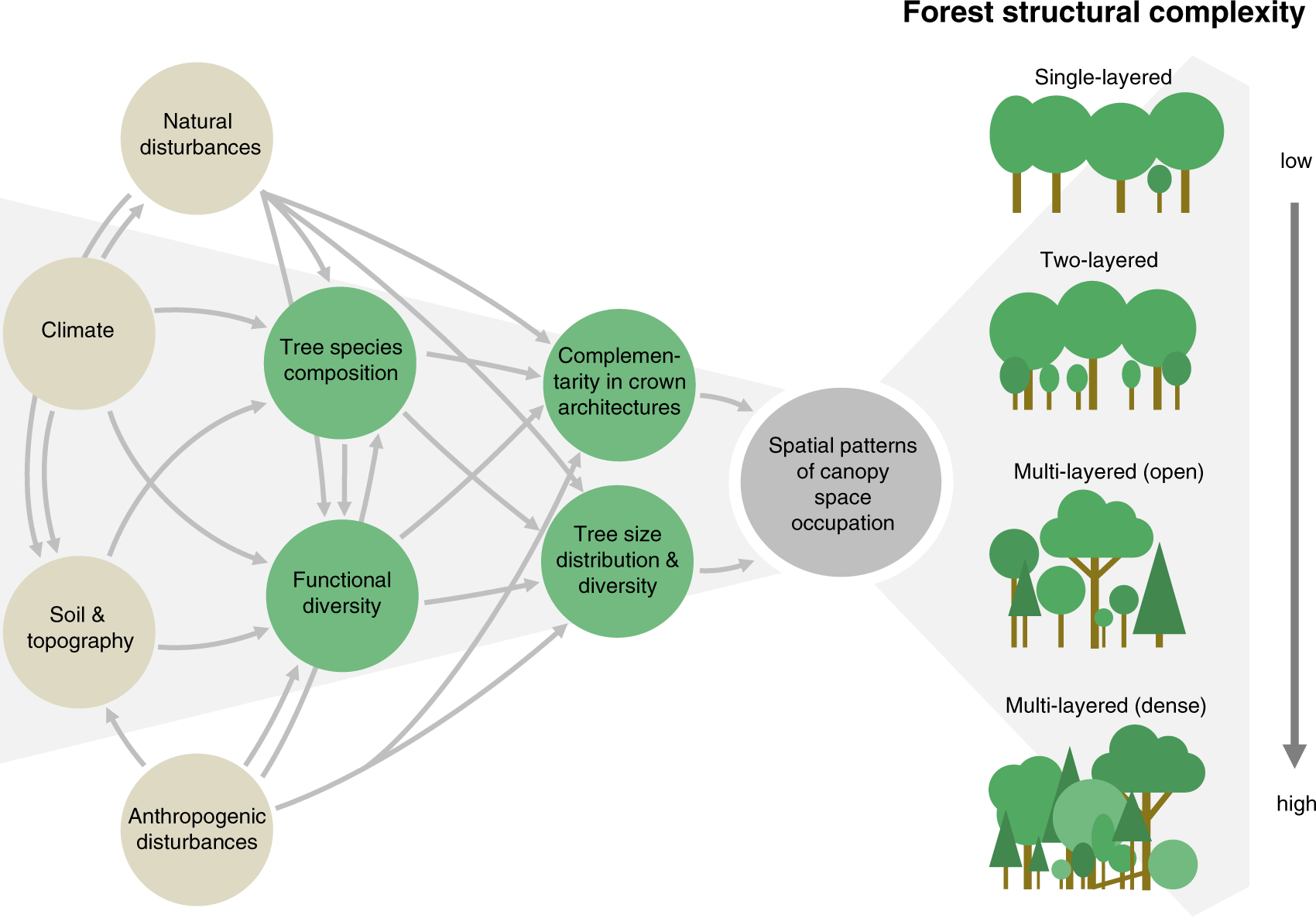Global patterns and climatic controls of forest structural complexity |  Nature Communications