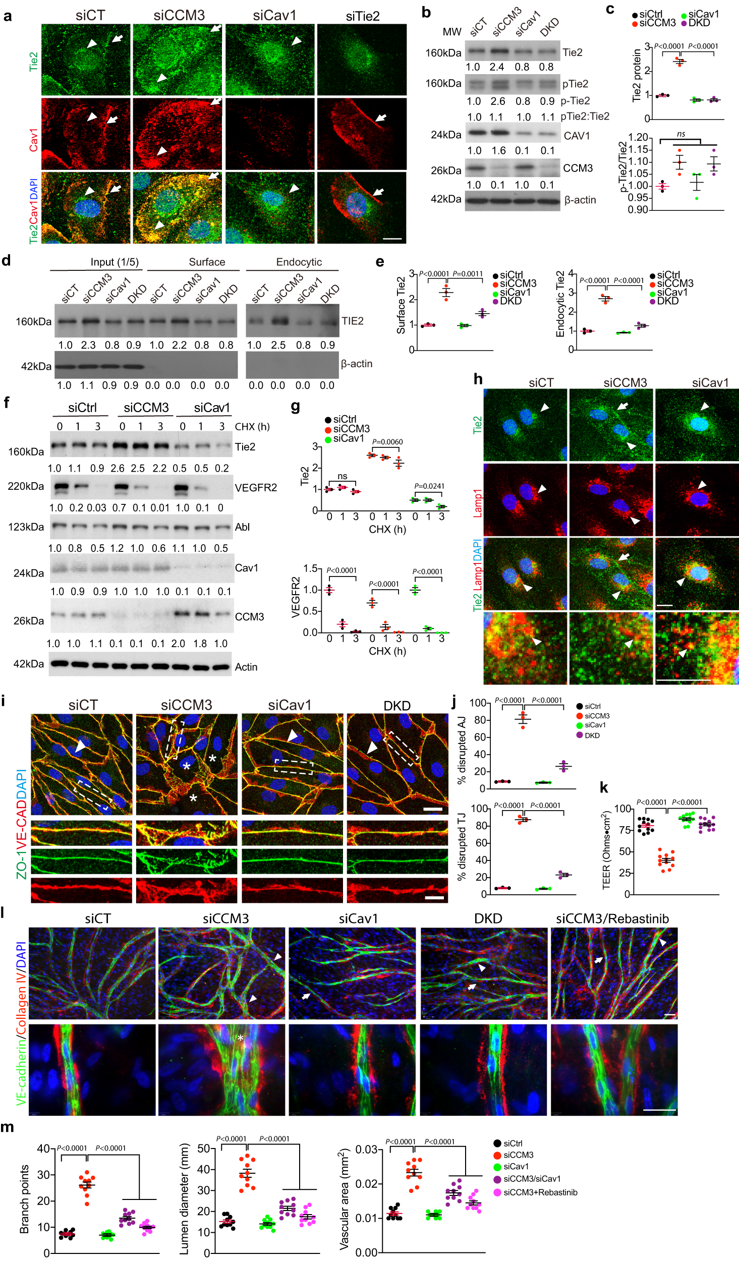 Fig. 5: Cav1 silencing attenuates CCM3 loss-augmented Tie2 signaling and lumen enlargement in in vitro models.