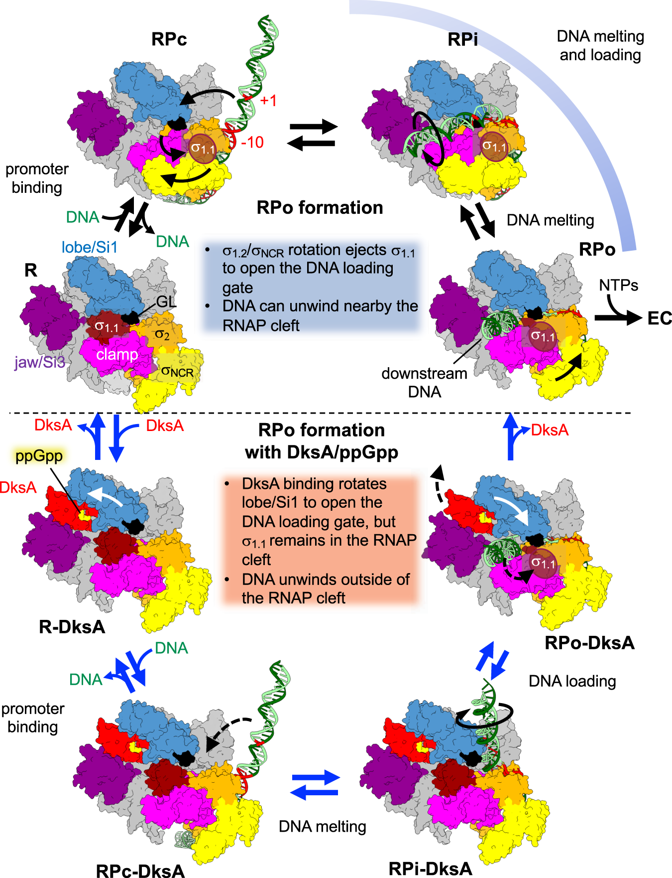 Fig. 6: Alternative pathways for open promoter complex formation.
