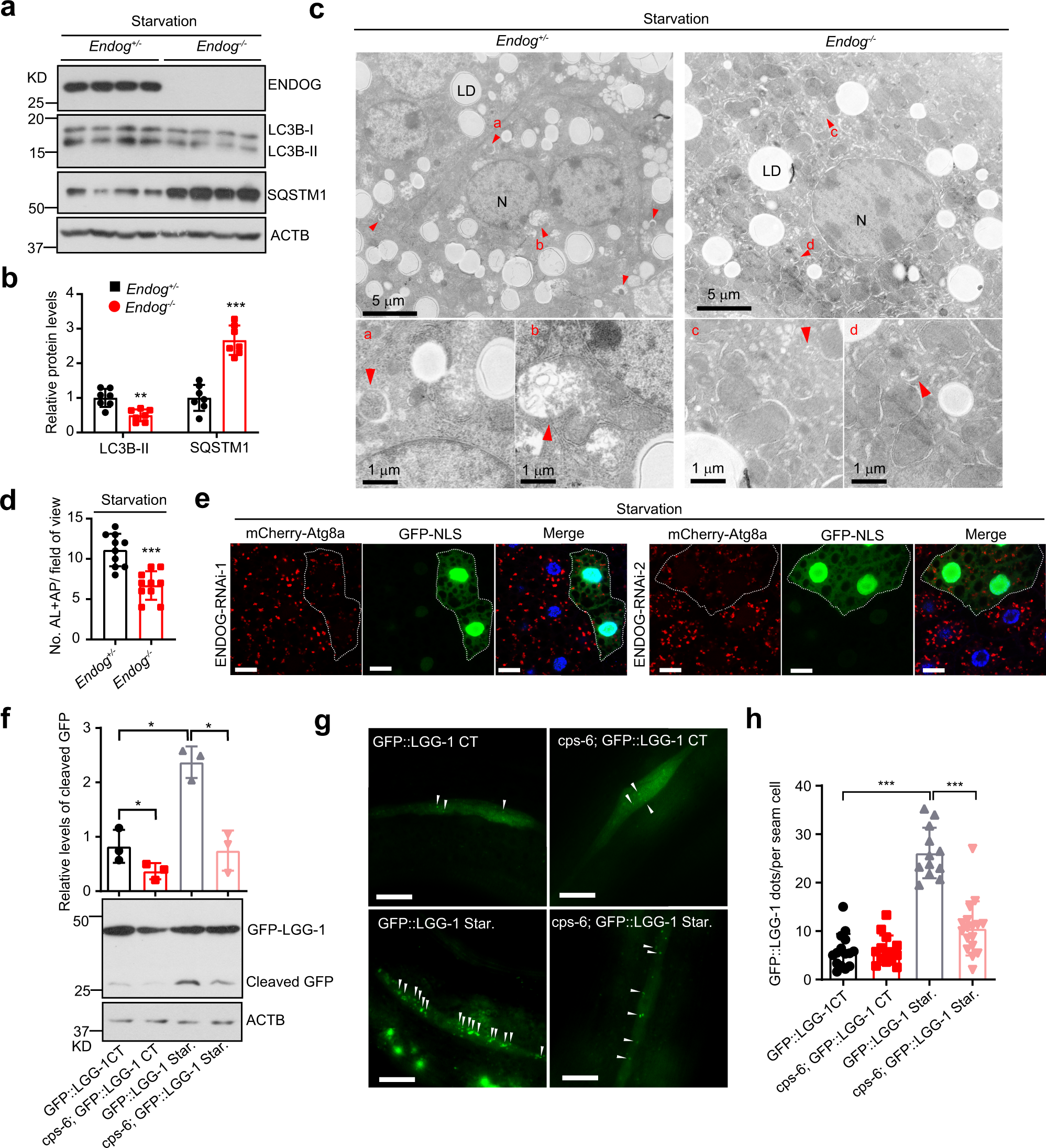 Fig. 2: Loss of ENDOG represses starvation-induced autophagy in different species.