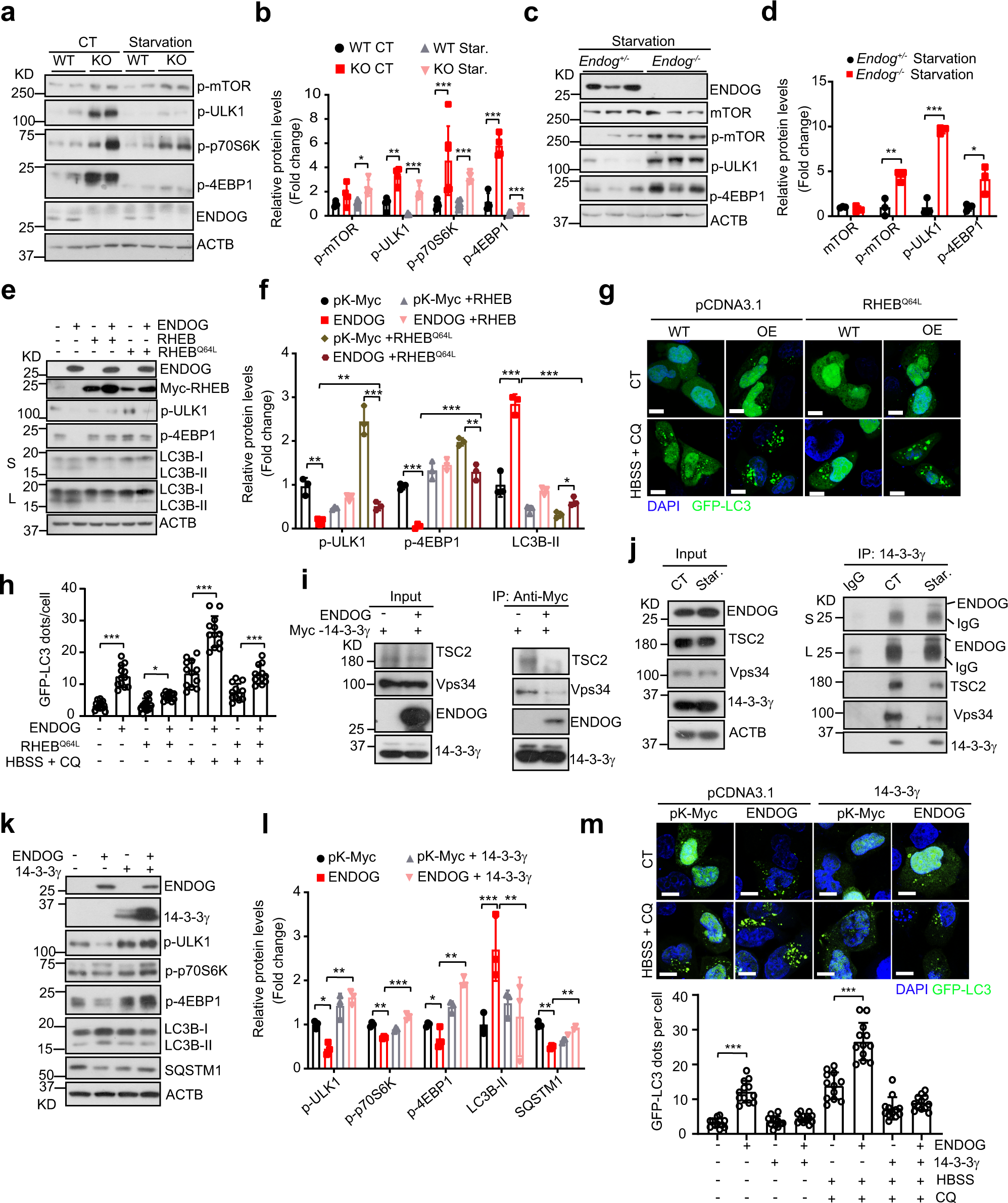 Fig. 3: ENDOG promotes autophagy by suppressing the mTOR pathway through its interaction with 14-3-3γ.