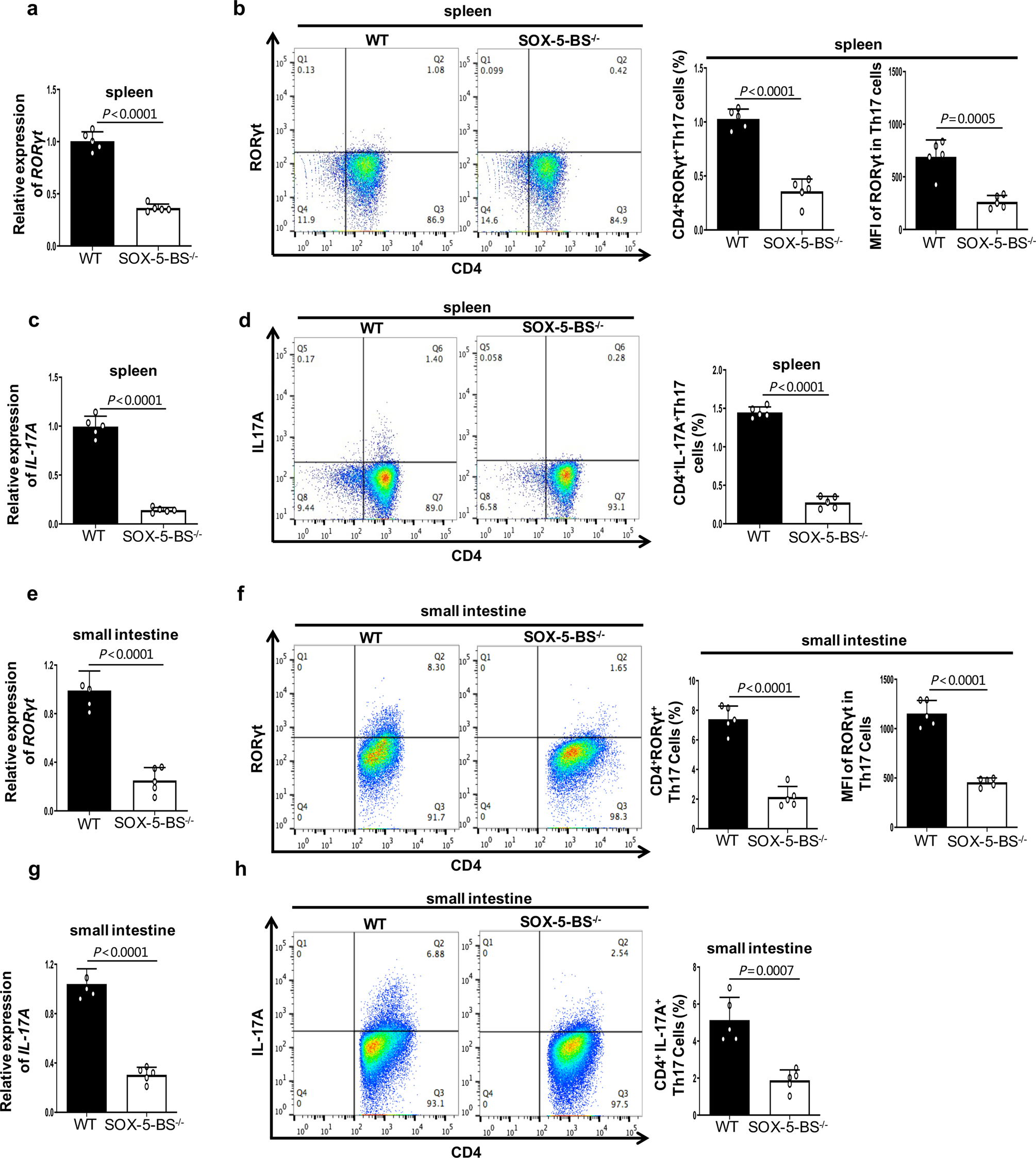 Fig. 7: SOX-5-BS deletion in RORCE results in reductions in RORγt expression and Th17 cell numbers in vivo.