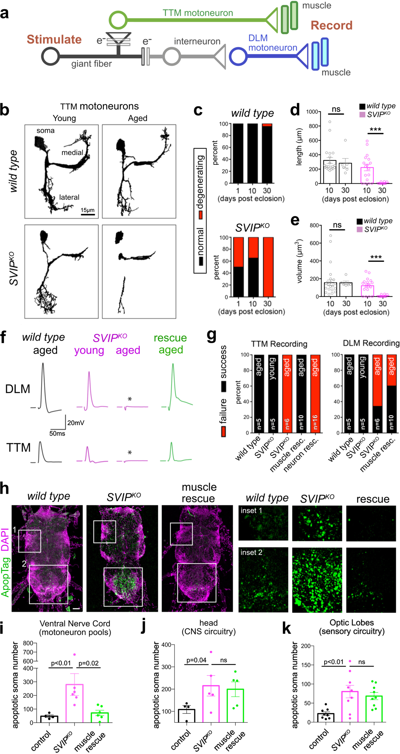 Fig. 6: Neurodegeneration in the SVIPKO and cell non-autonomous muscle rescue.