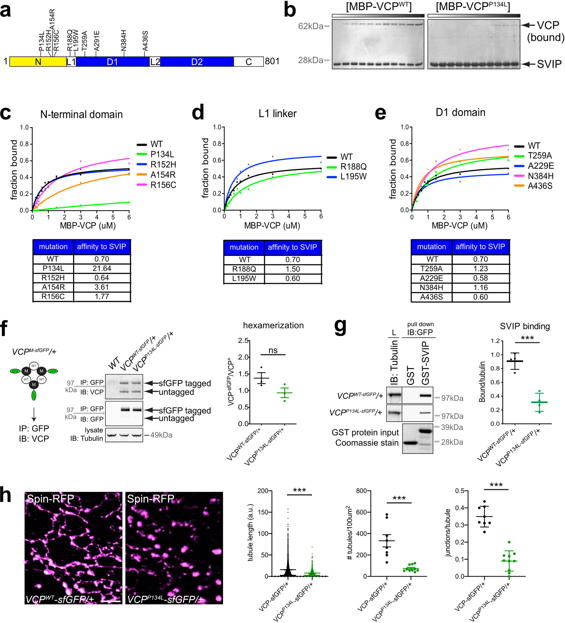 Fig. 7: VCP disease mutation abrogates SVIP–VCP interaction.