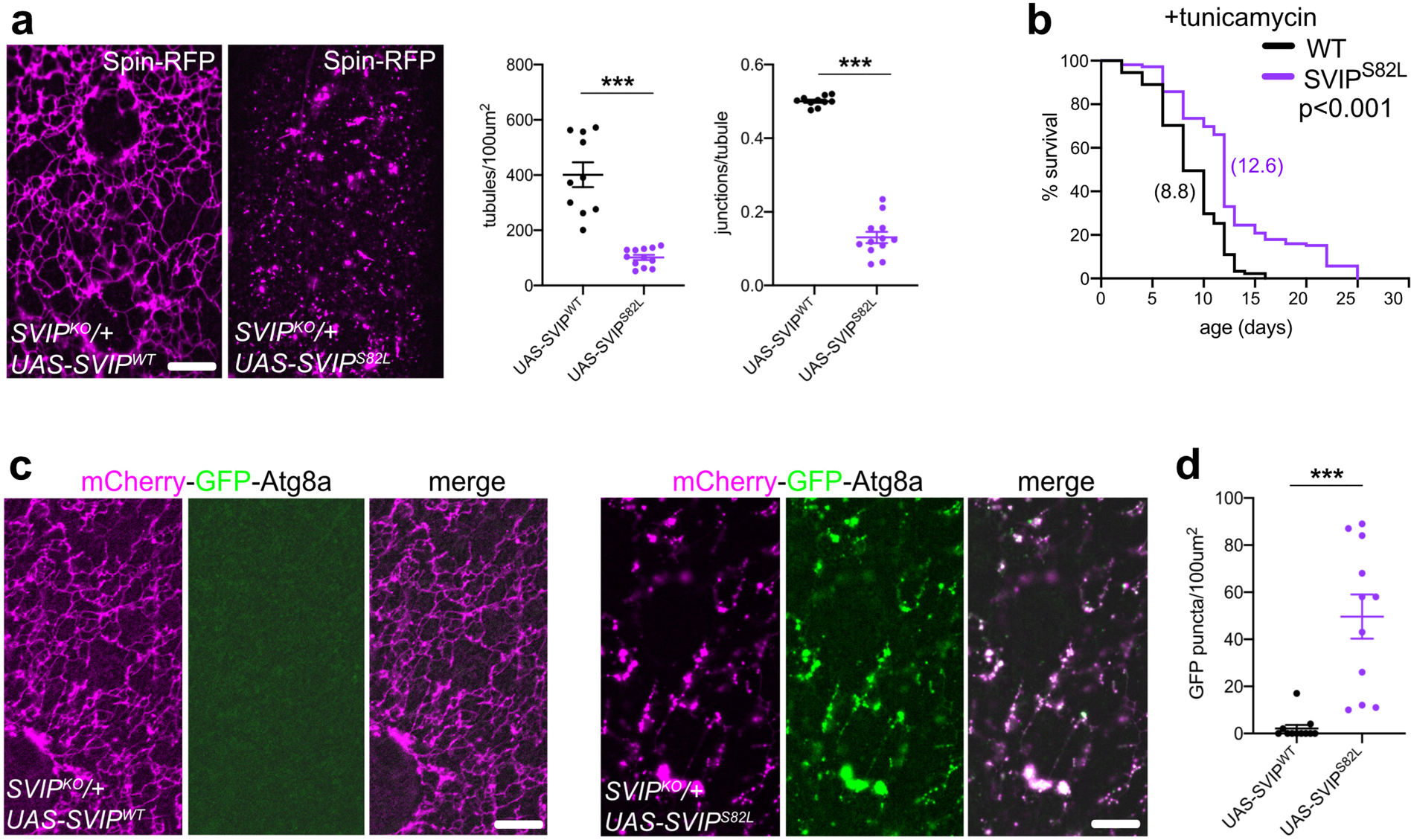 Fig. 9: SVIP variant that disrupts lysosome integrity and function.