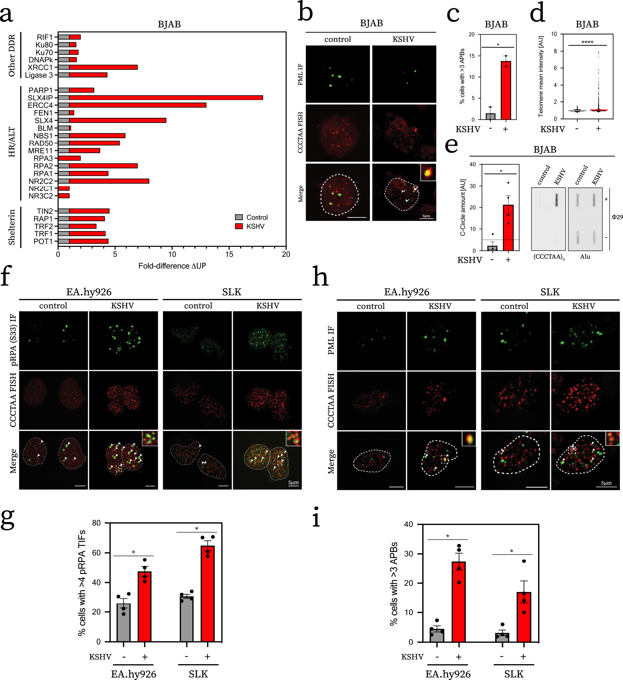 Telomere-to-mitochondria signalling by ZBP1 mediates replicative crisis