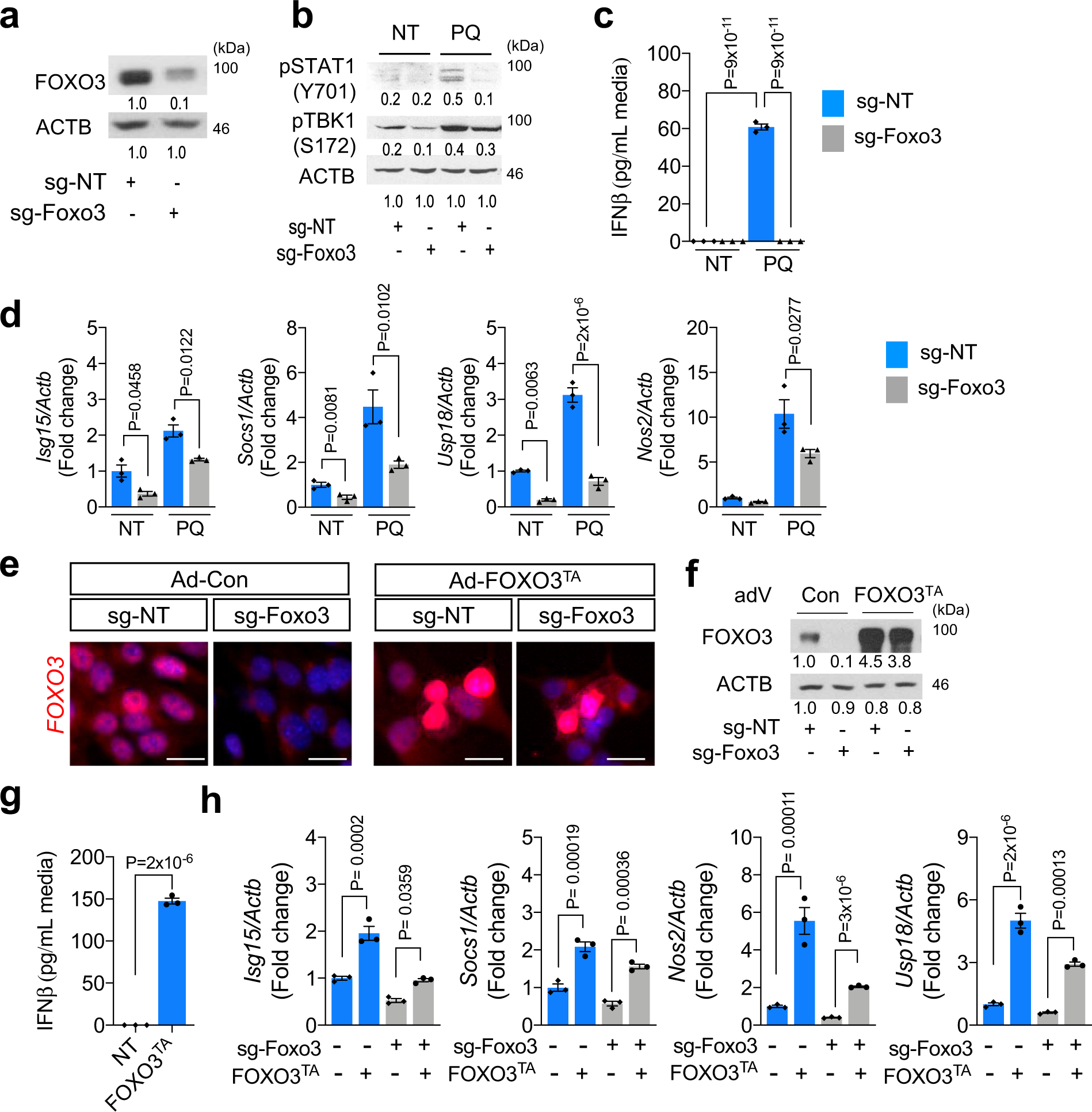 Fig. 2: FOXO3 is necessary for ROS-induced IFN-I response.