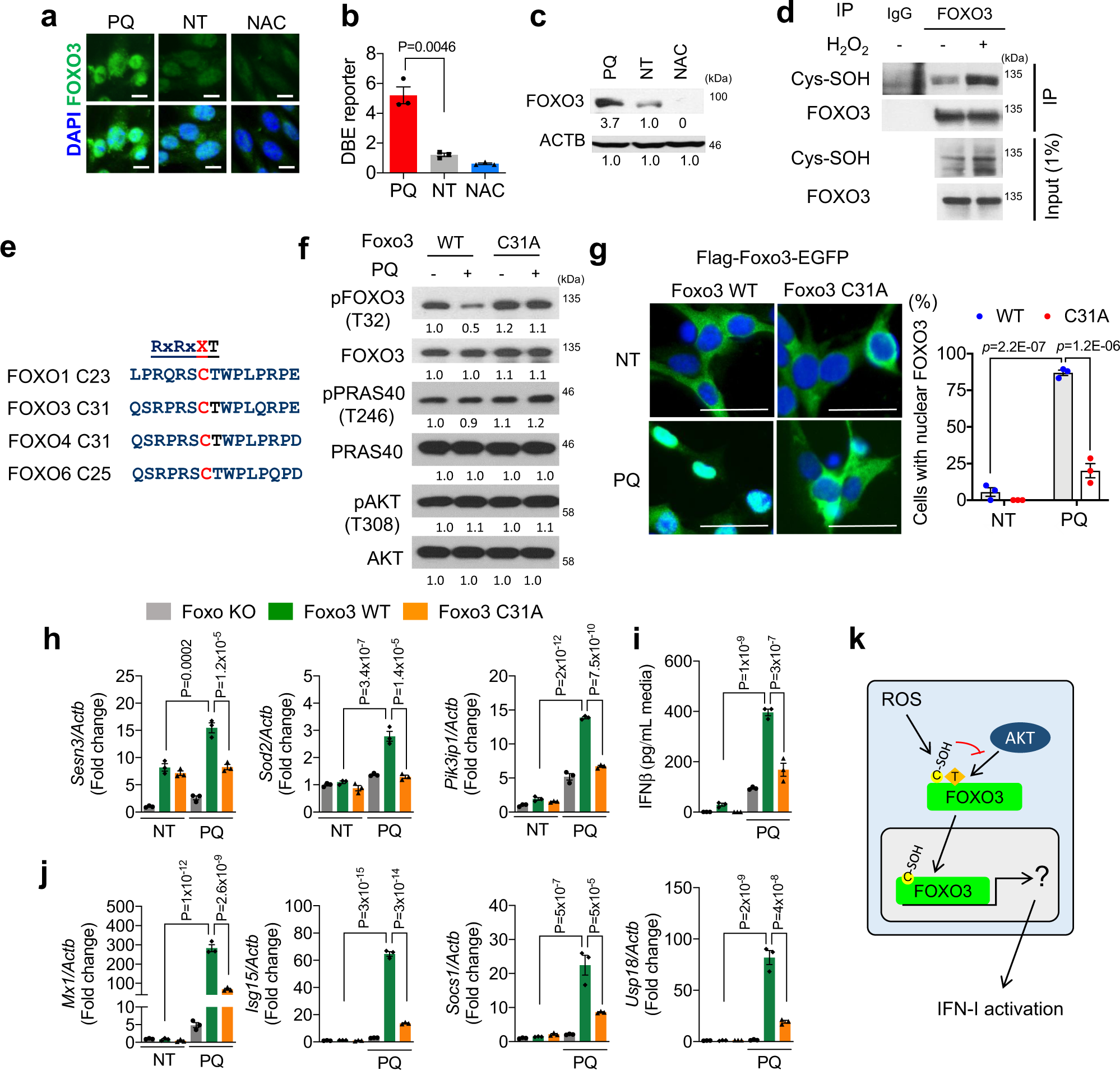 Fig. 3: Oxidation at Cys31 of FOXO3 activates IFN-I response.