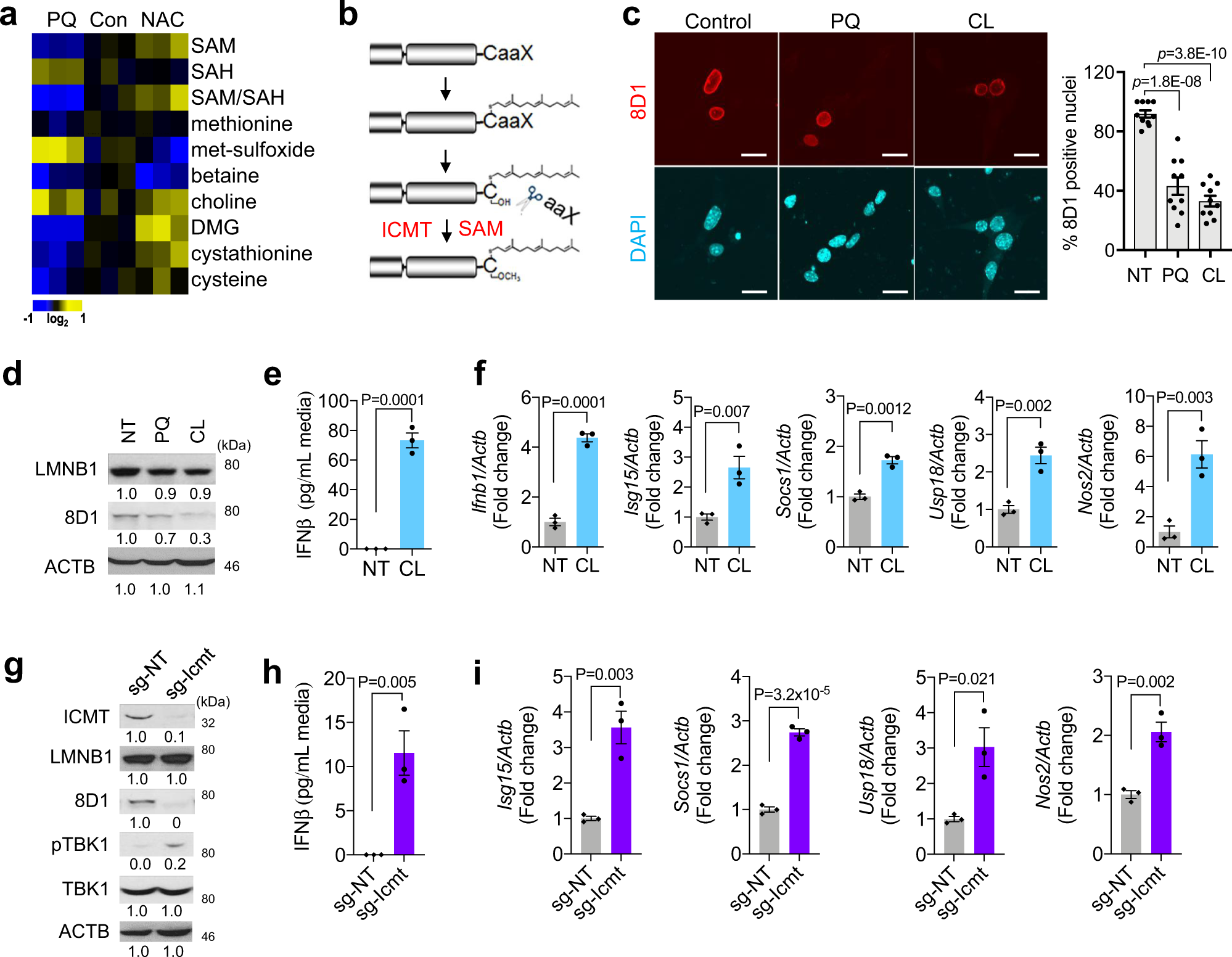 Fig. 5: Stress-depleted intracellular SAM underlies nuclear leakage through lamin B1 maturation failure.