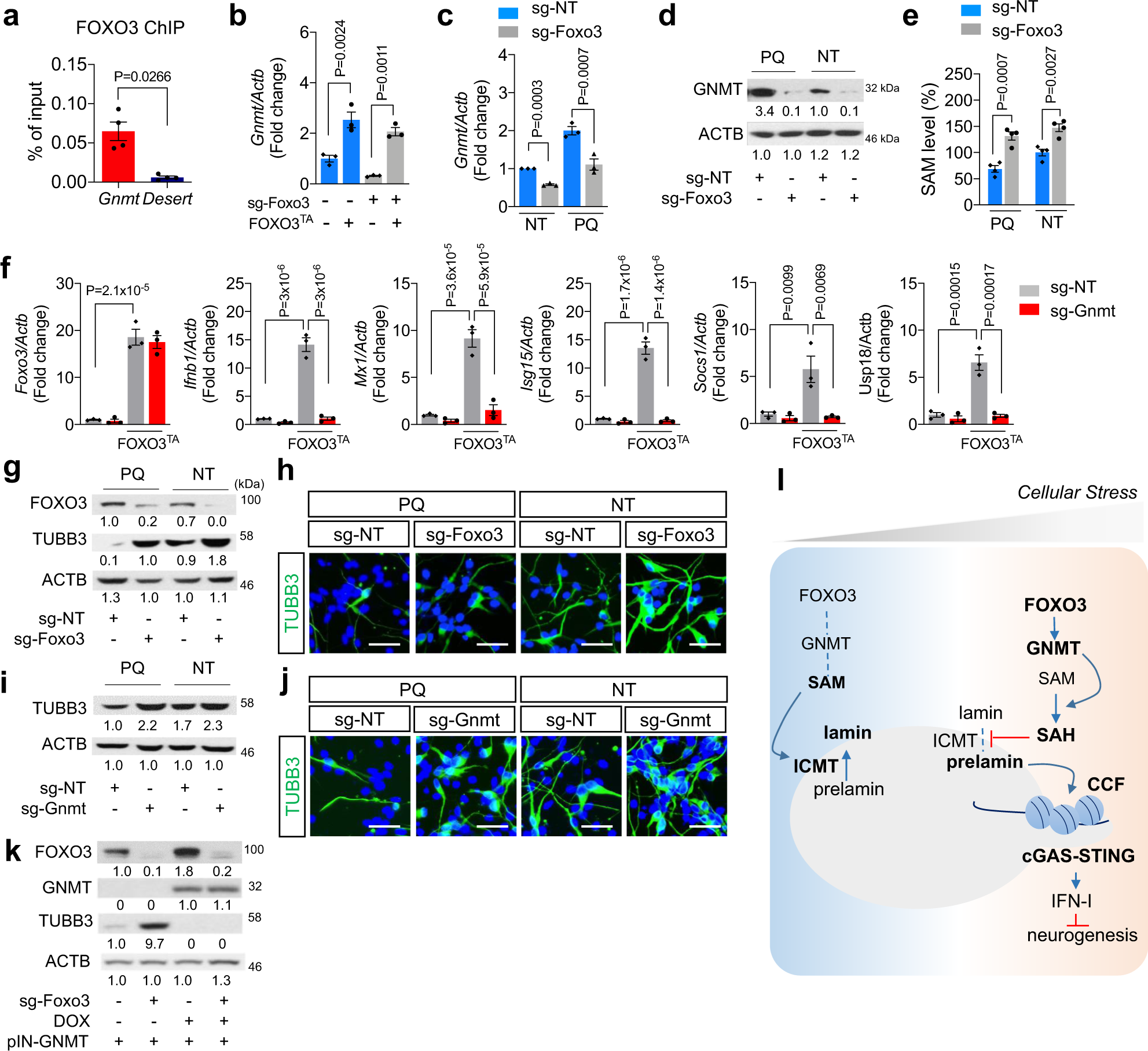 Fig. 7: Redox stress impacts neurogenic potential of NSPCs through regulating SAM levels.