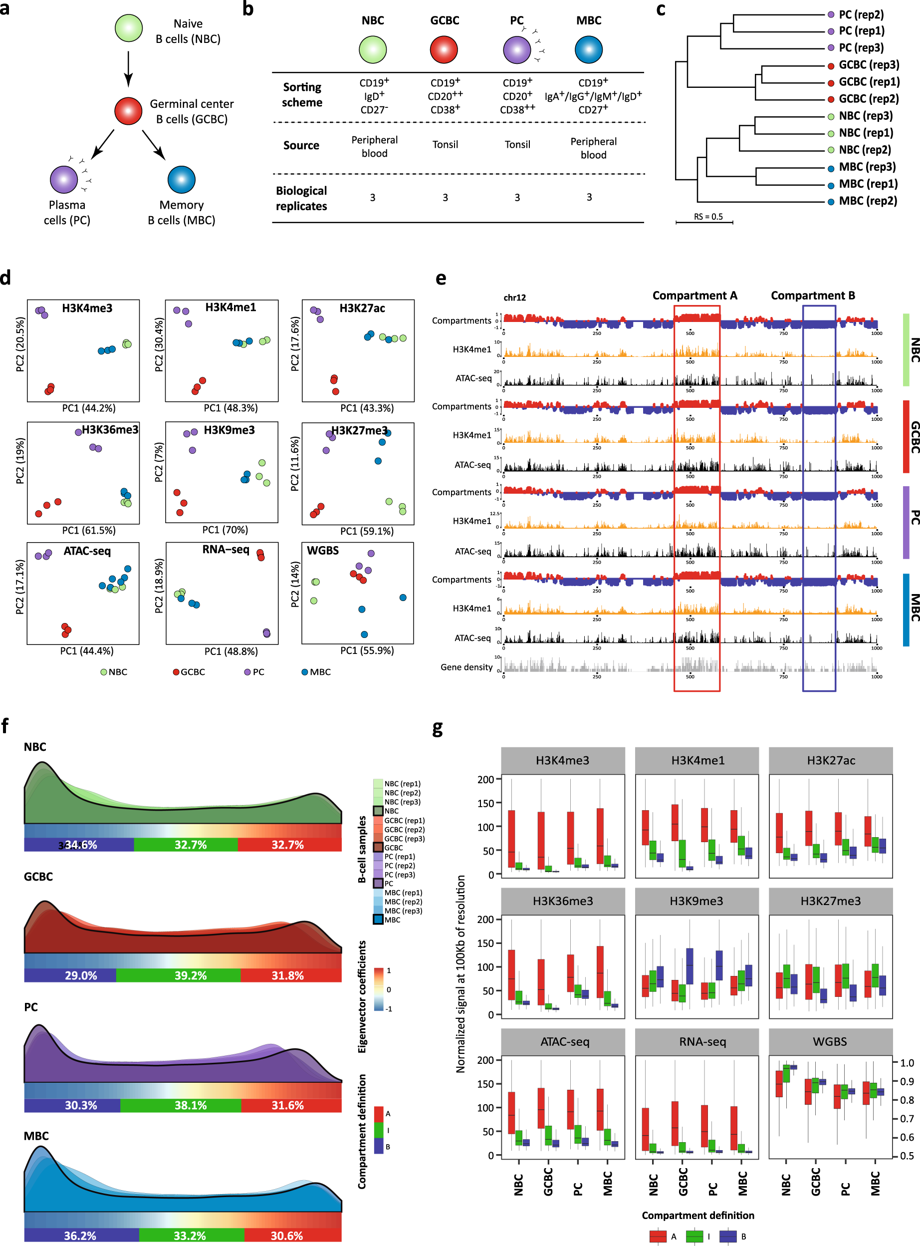 Dynamics Of Genome Architecture And Chromatin Function During Human B Cell Differentiation And Neoplastic Transformation Nature Communications