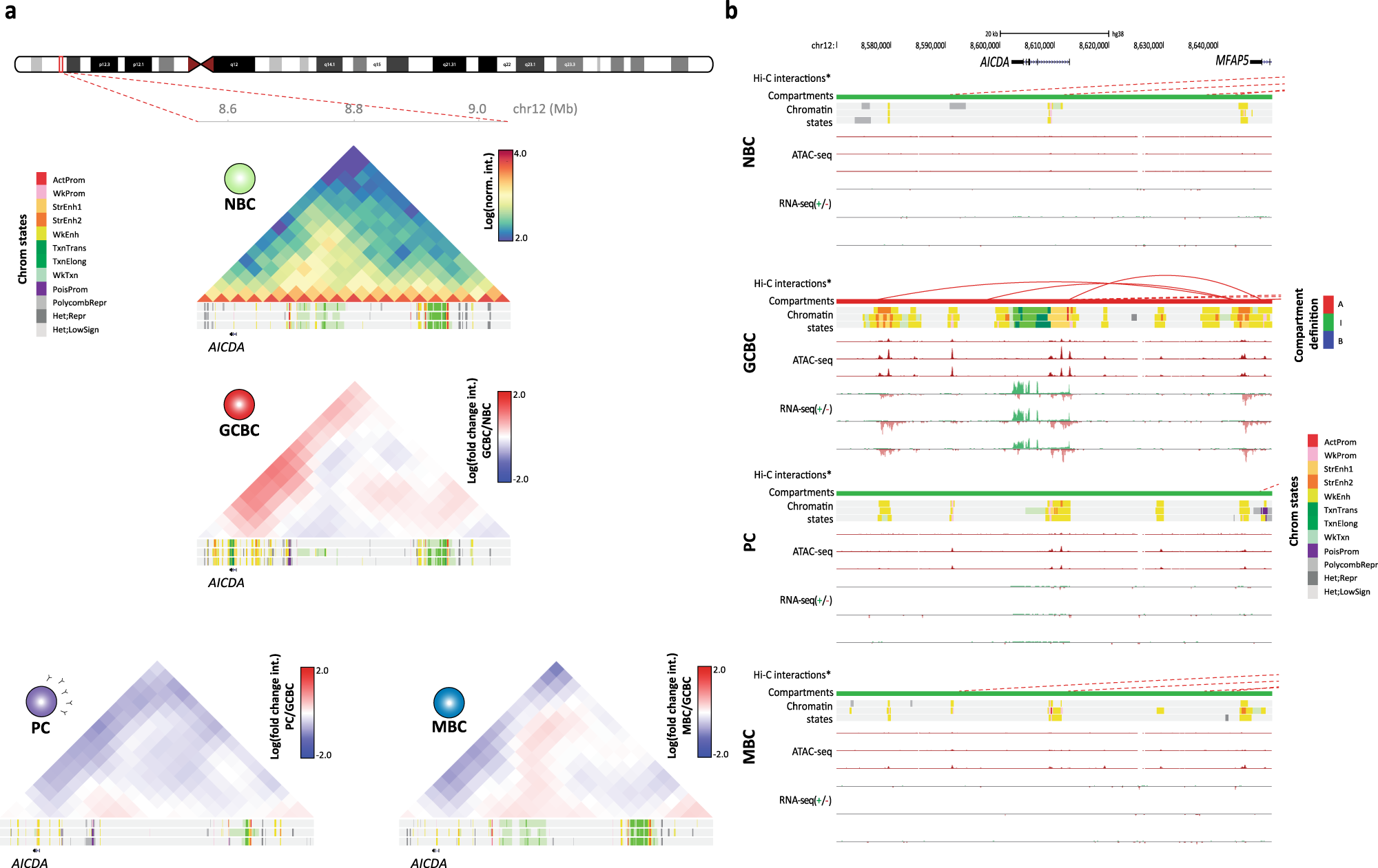 Fig. 3: Chromatin organization at the AICDA locus.