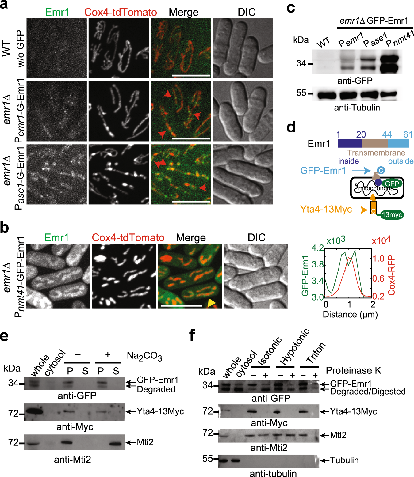 Fig. 2: Emr1 is a mitochondrial outer membrane protein.