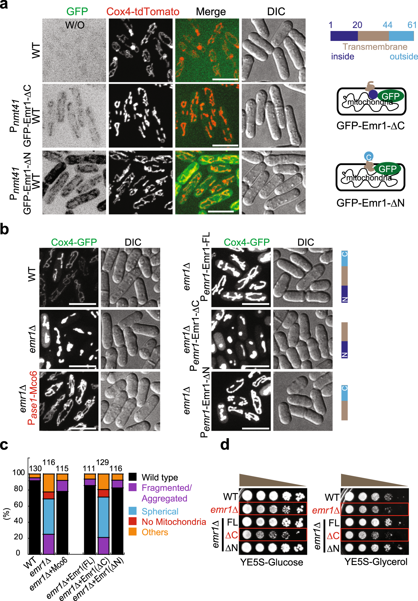 Fig. 3: The C-terminus of Emr1 is required for maintaining proper mitochondrial morphology.