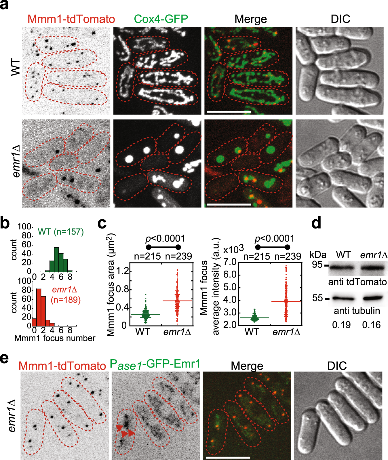 Fig. 5: Emr1 colocalizes with Mmm1 and regulates the number, size, and average intensity of Mmm1 foci.