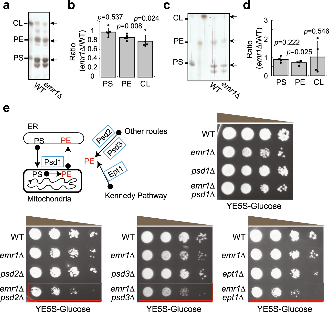 Fig. 8: The absence of Emr1 affects the synthesis of phosphatidylethanolamine.