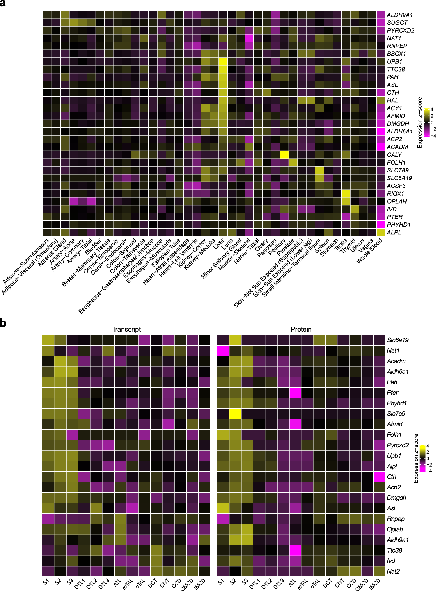 Fig. 5: Enrichment analyses highlight specific tissues and cell types in which the identified genes are highly expressed.